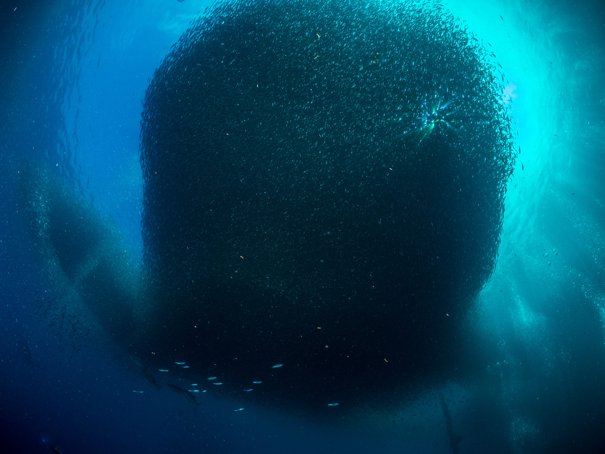 Olympus OM-D E-M10 + LUMIX G FISHEYE 8/F3.5 sample photo. Sardines ball photography