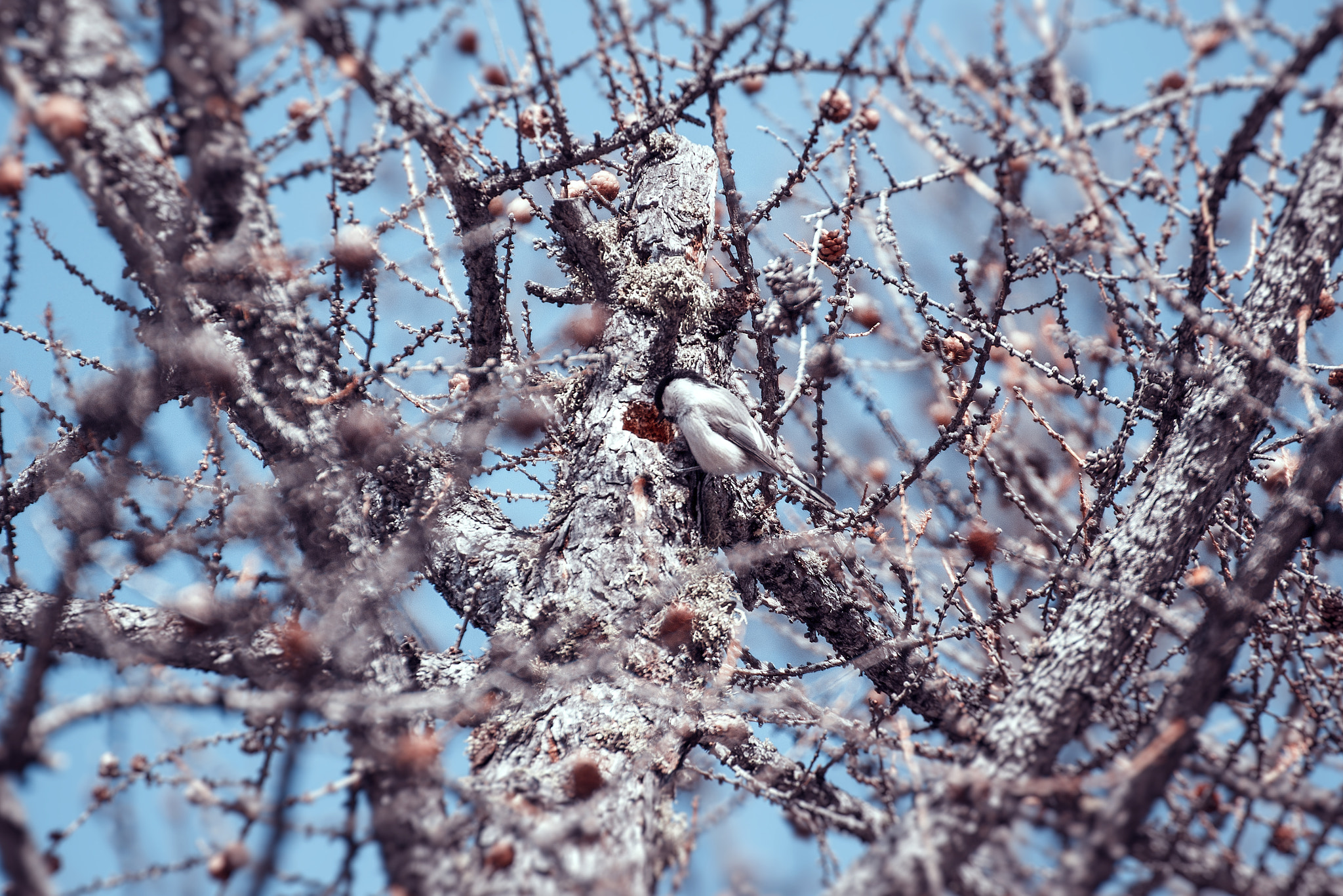 Canon EOS 60D sample photo. Гаичка буроголовая photography