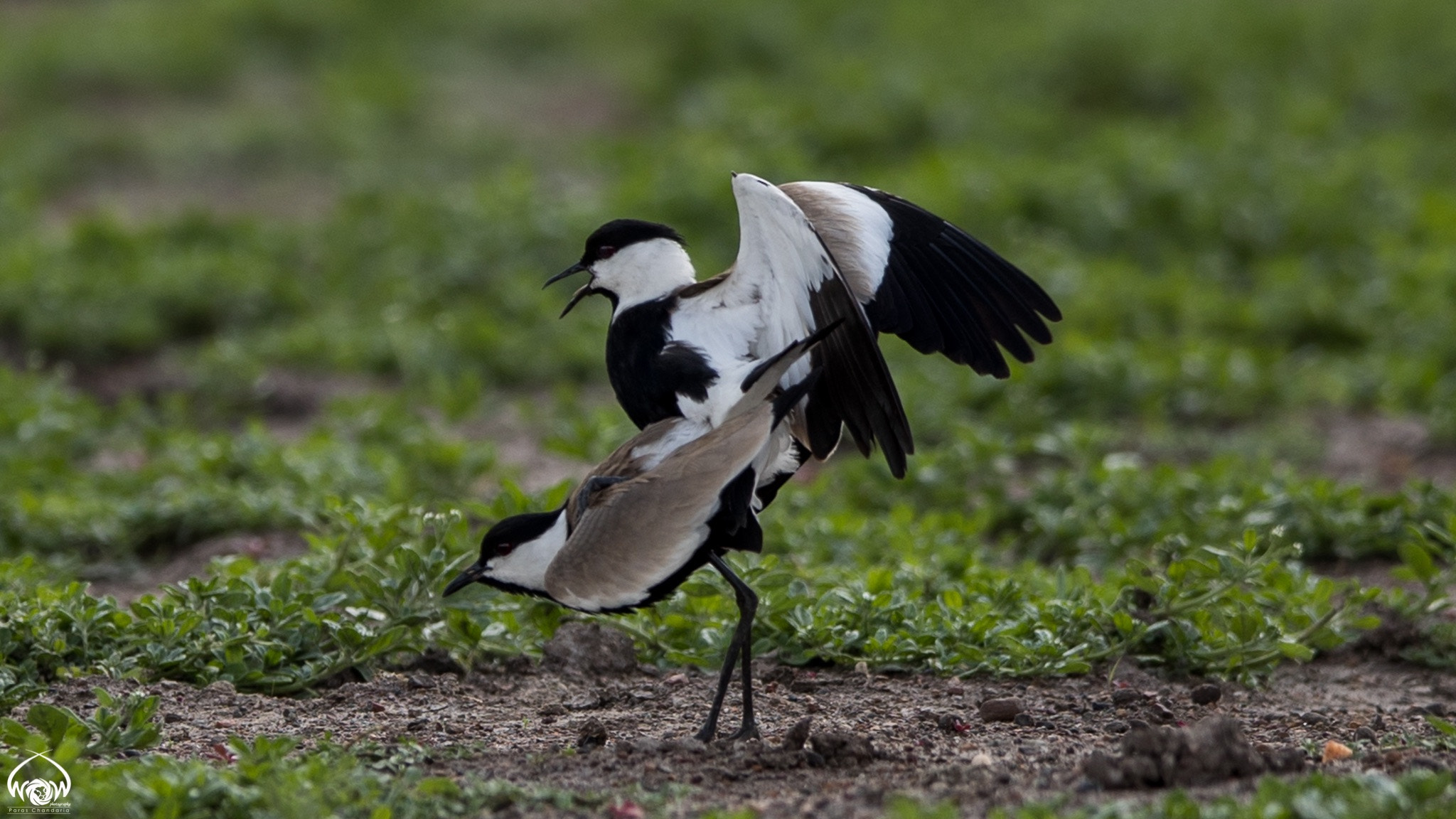 Canon EOS-1D X Mark II sample photo. Spur winged lapwing mating couple photography