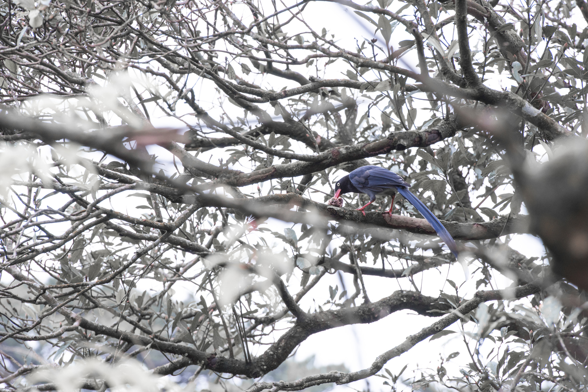Nikon AF-S Nikkor 70-200mm F2.8G ED VR II sample photo. 台灣藍鵲 taiwan blue magpie photography