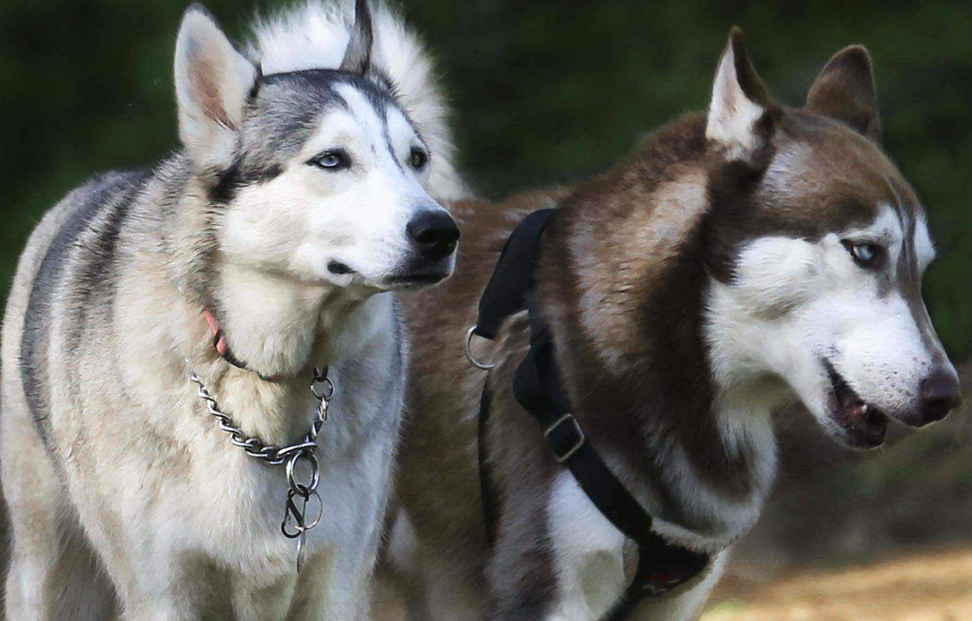 Canon EF 70-300mm F4-5.6L IS USM sample photo. Huskies photography