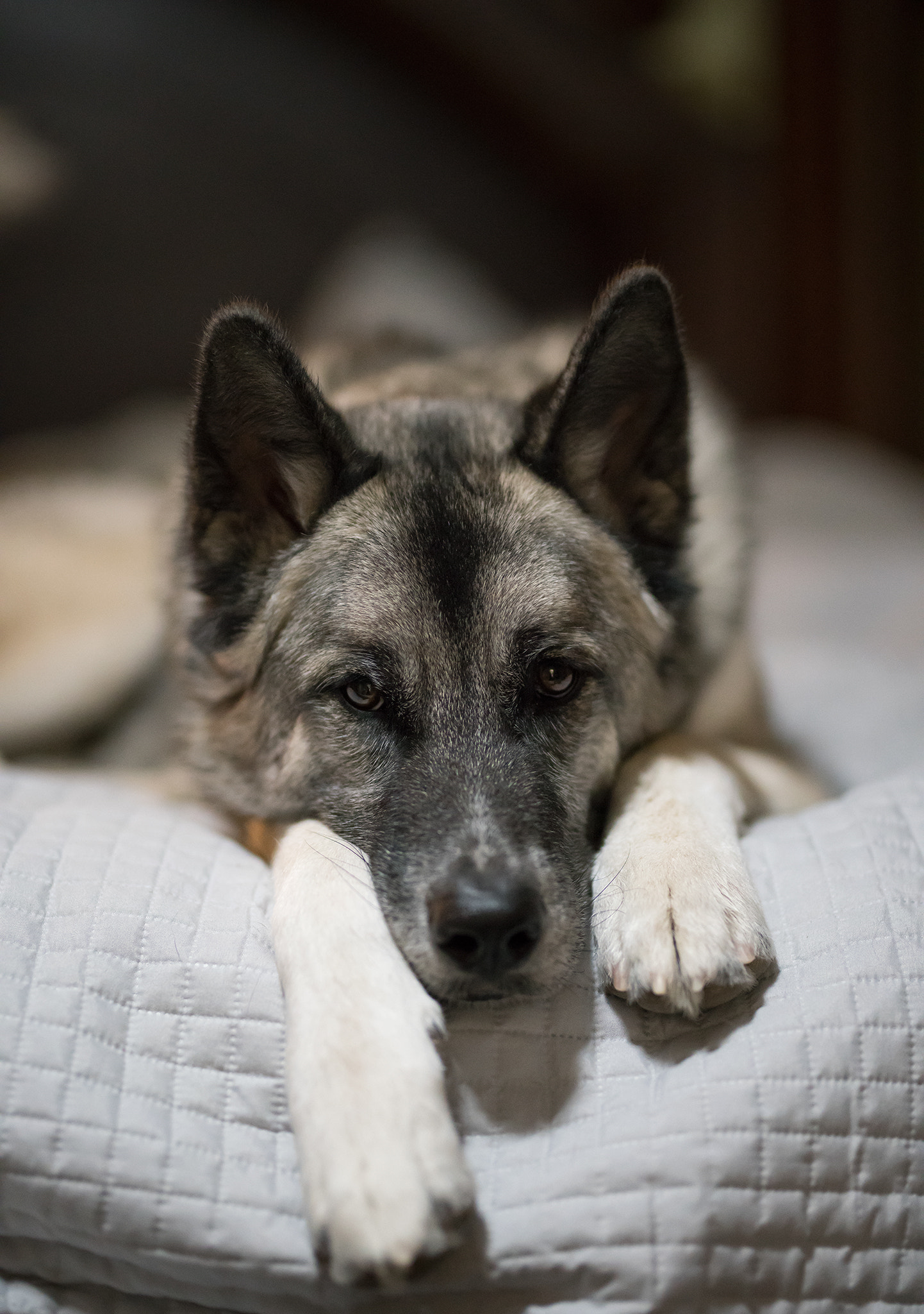Sony a7R II sample photo. My model dogs photography