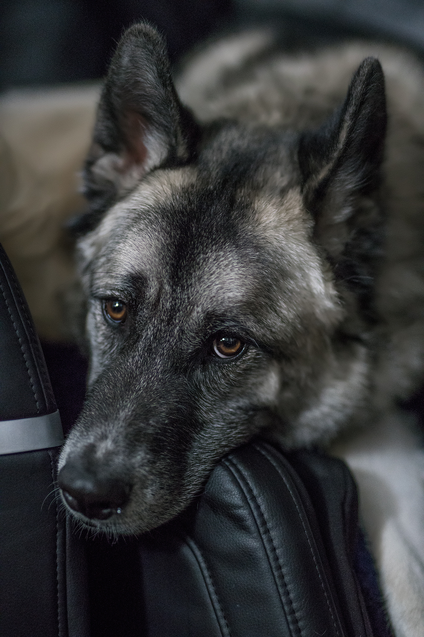 Sony a7R II sample photo. My model dogs photography