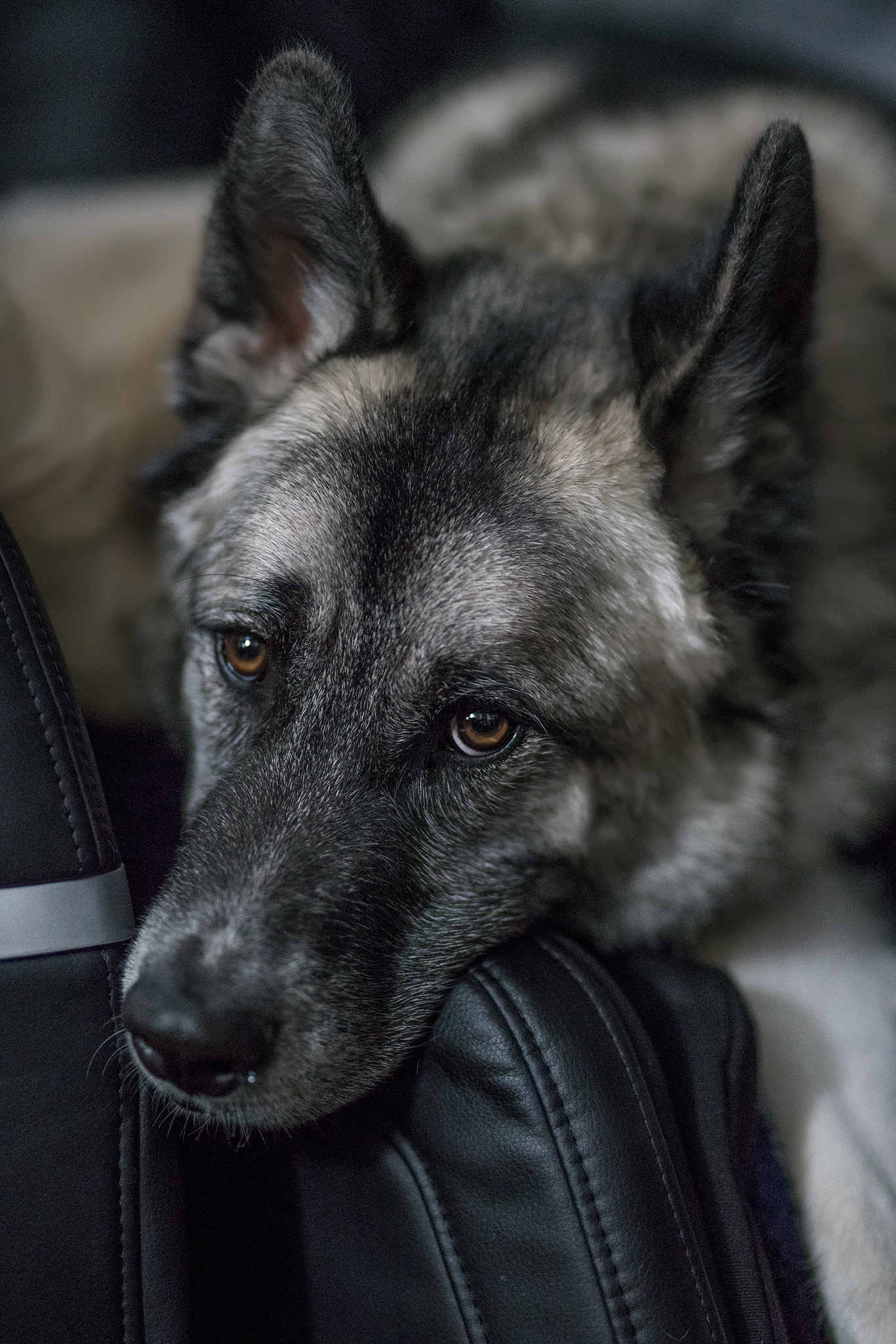 Sony a7R II + Sigma 85mm F1.4 DG HSM Art sample photo. My model dogs photography