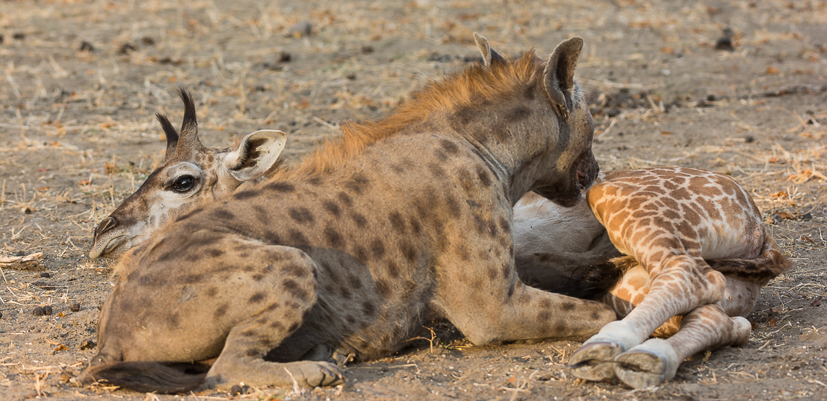 Nikon D7100 + Nikon AF-S Nikkor 200-400mm F4G ED-IF VR sample photo. Hyena - selous gr photography