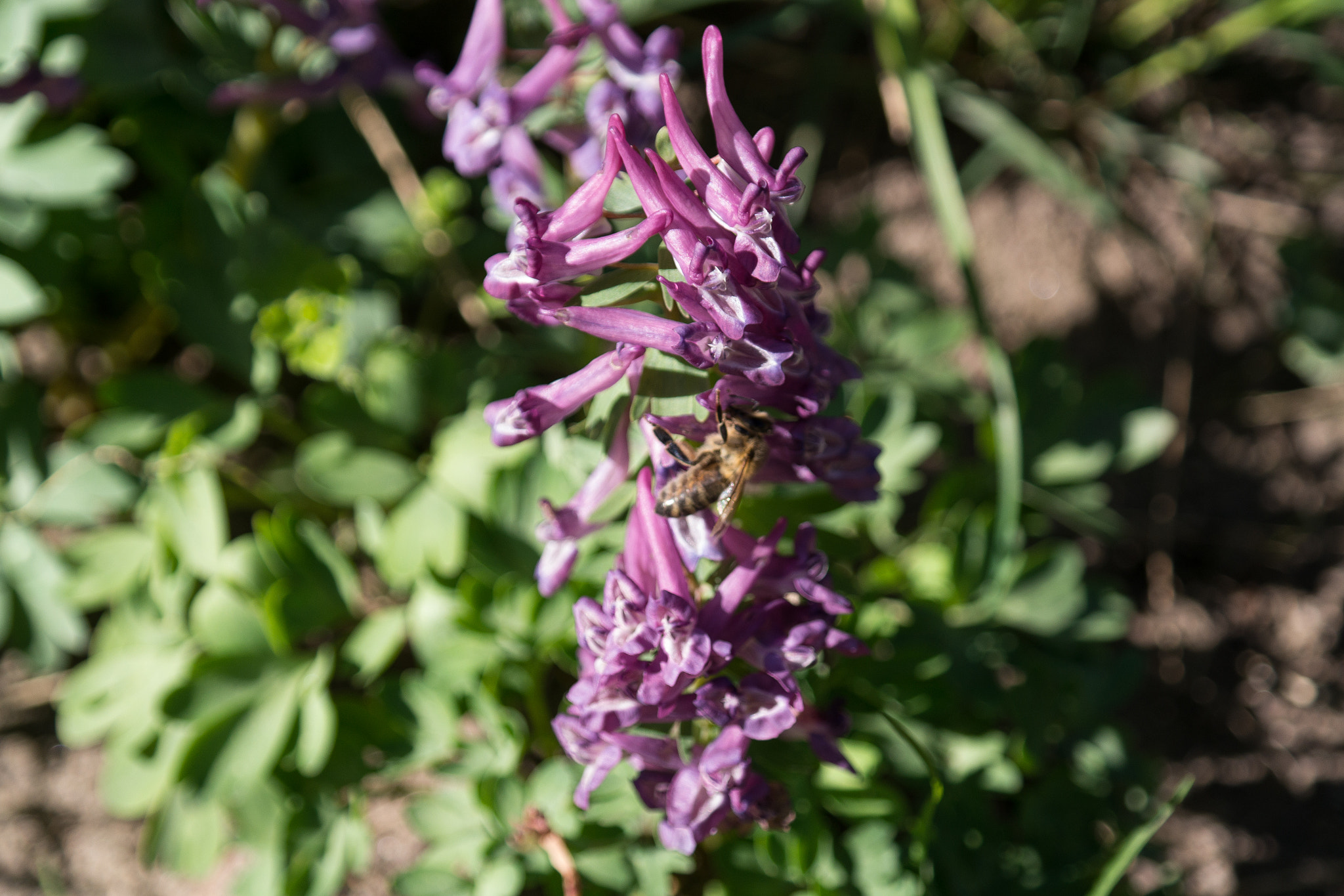 Samsung NX300 + Samsung NX 18-55mm F3.5-5.6 OIS sample photo. A bee on a flower photography