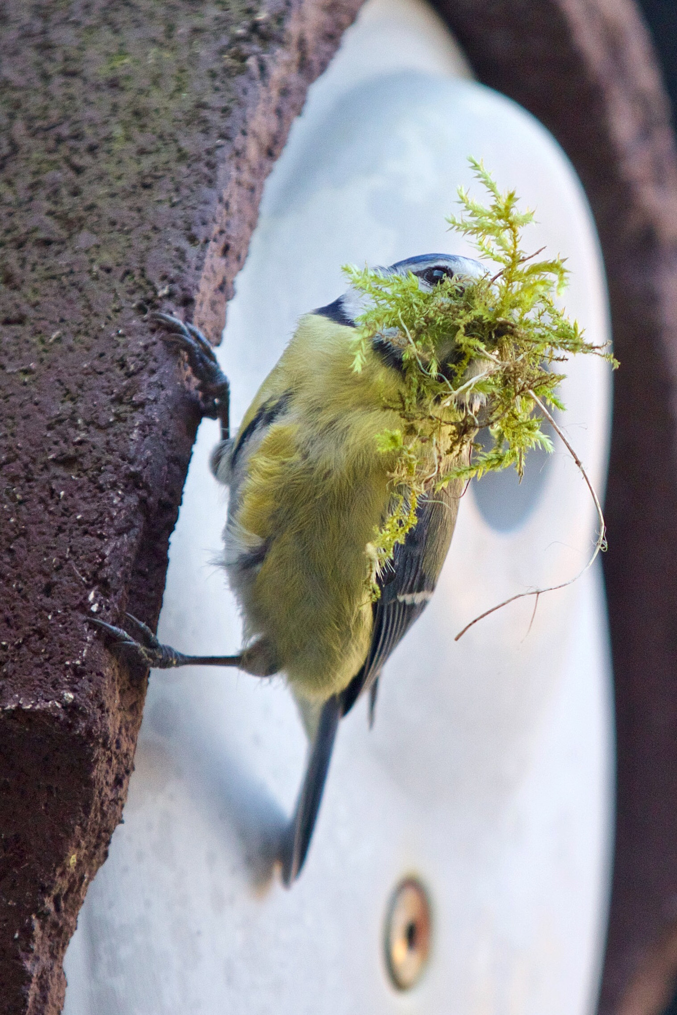 Canon EF 70-200mm F2.8L IS II USM sample photo. Pimpelmees - cyanistes caeruleus building nest photography