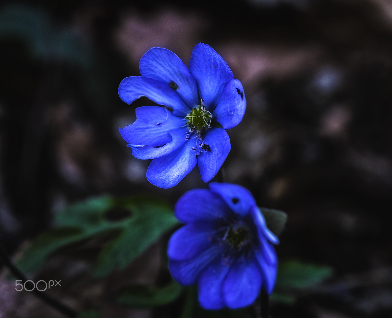 Fujifilm X-T1 + Fujifilm XF 60mm F2.4 R Macro sample photo. Blau photography