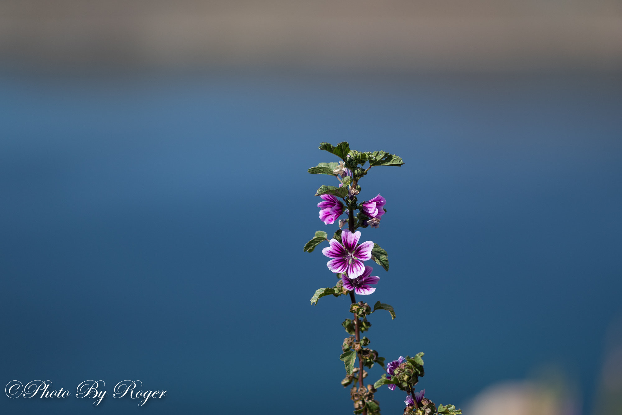 Canon EF 135mm F2L USM sample photo