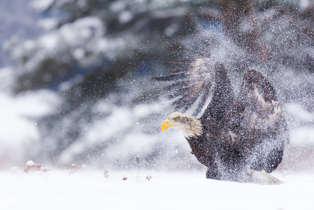 Canon EF 70-300mm F4-5.6L IS USM sample photo. Angry bird photography