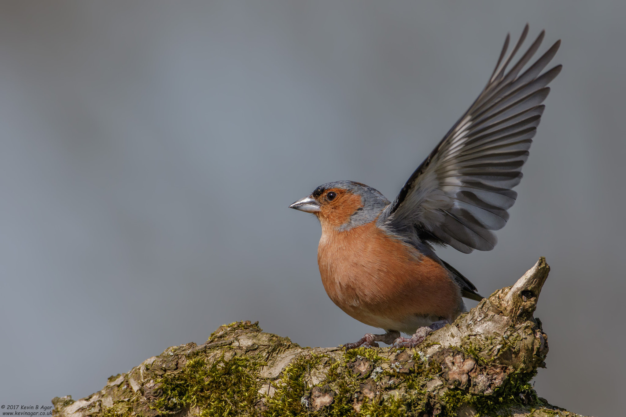 Canon EF 500mm F4L IS USM sample photo. Chaffinch, fringilla coelebs photography