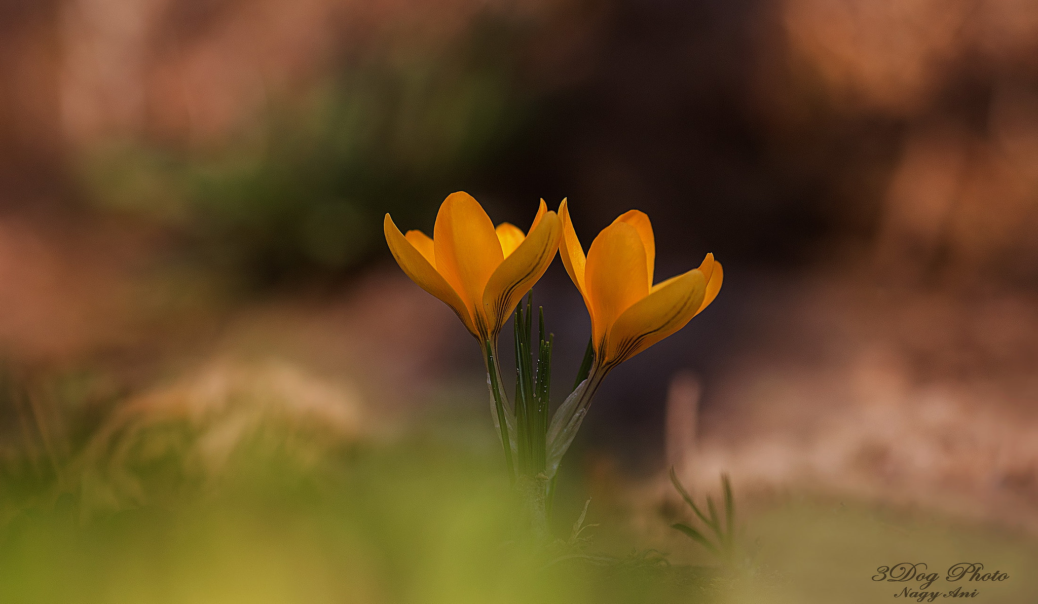 Canon EOS 6D + Canon EF 135mm F2L USM sample photo. In pairs... photography