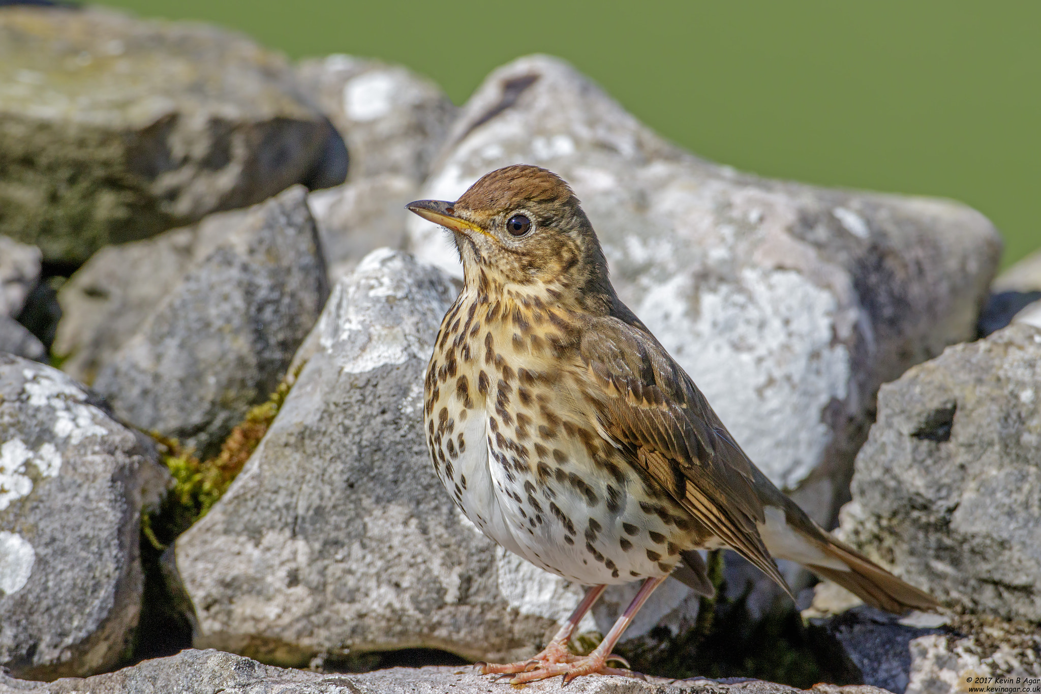 Canon EF 500mm F4L IS USM sample photo. Song thrush, turdus philomelos photography