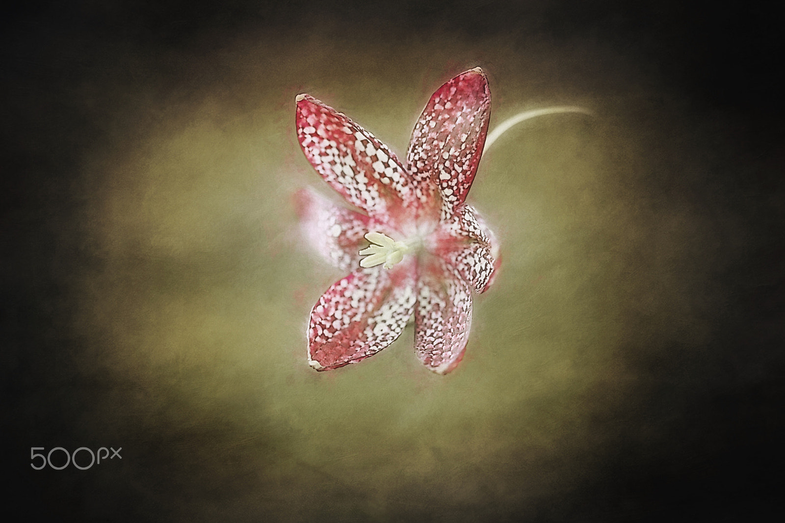 Canon EF 100mm F2.8 Macro USM sample photo. "the prettiest star" photography