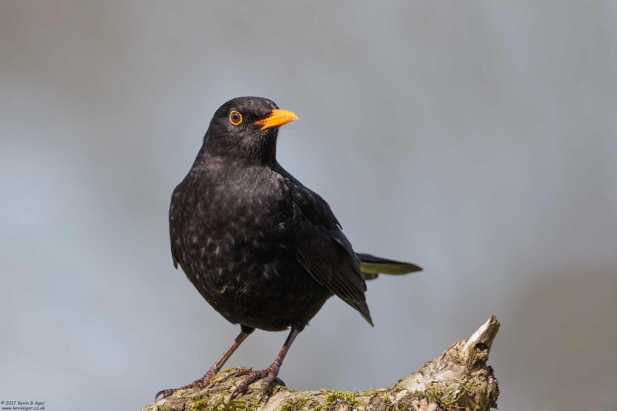 Canon EOS 7D Mark II + Canon EF 500mm F4L IS USM sample photo. Blackbird, turdus merula photography