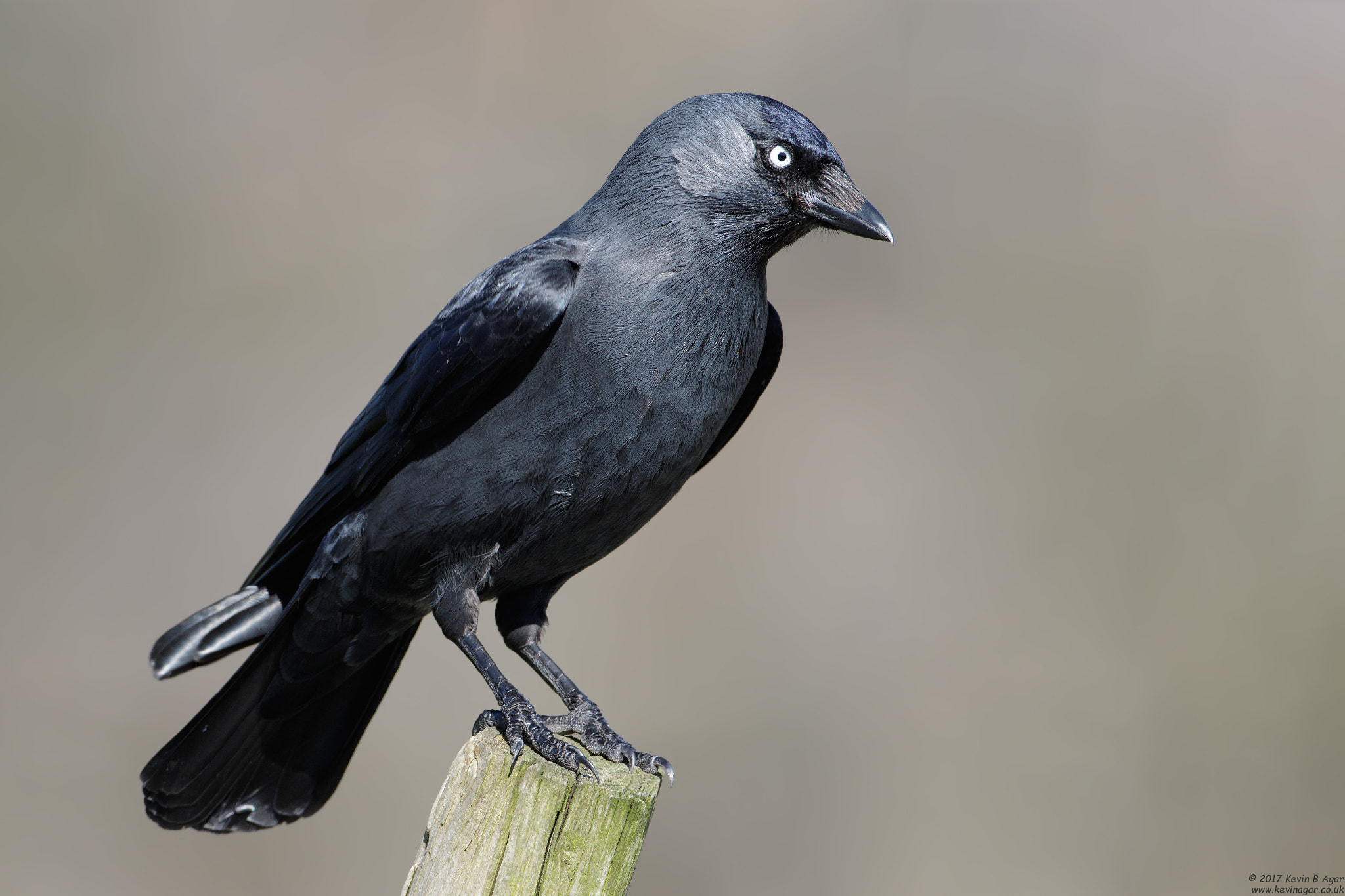 Canon EF 500mm F4L IS USM sample photo. Jackdaw, corvus monedula photography