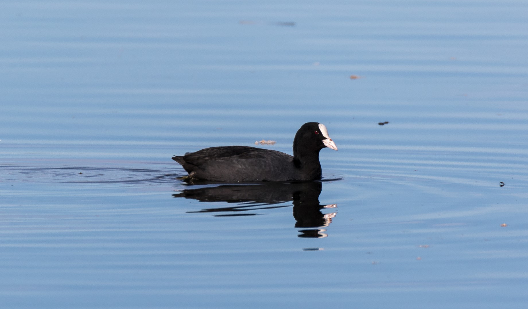 Tamron SP 150-600mm F5-6.3 Di VC USD sample photo. Fulica atra photography