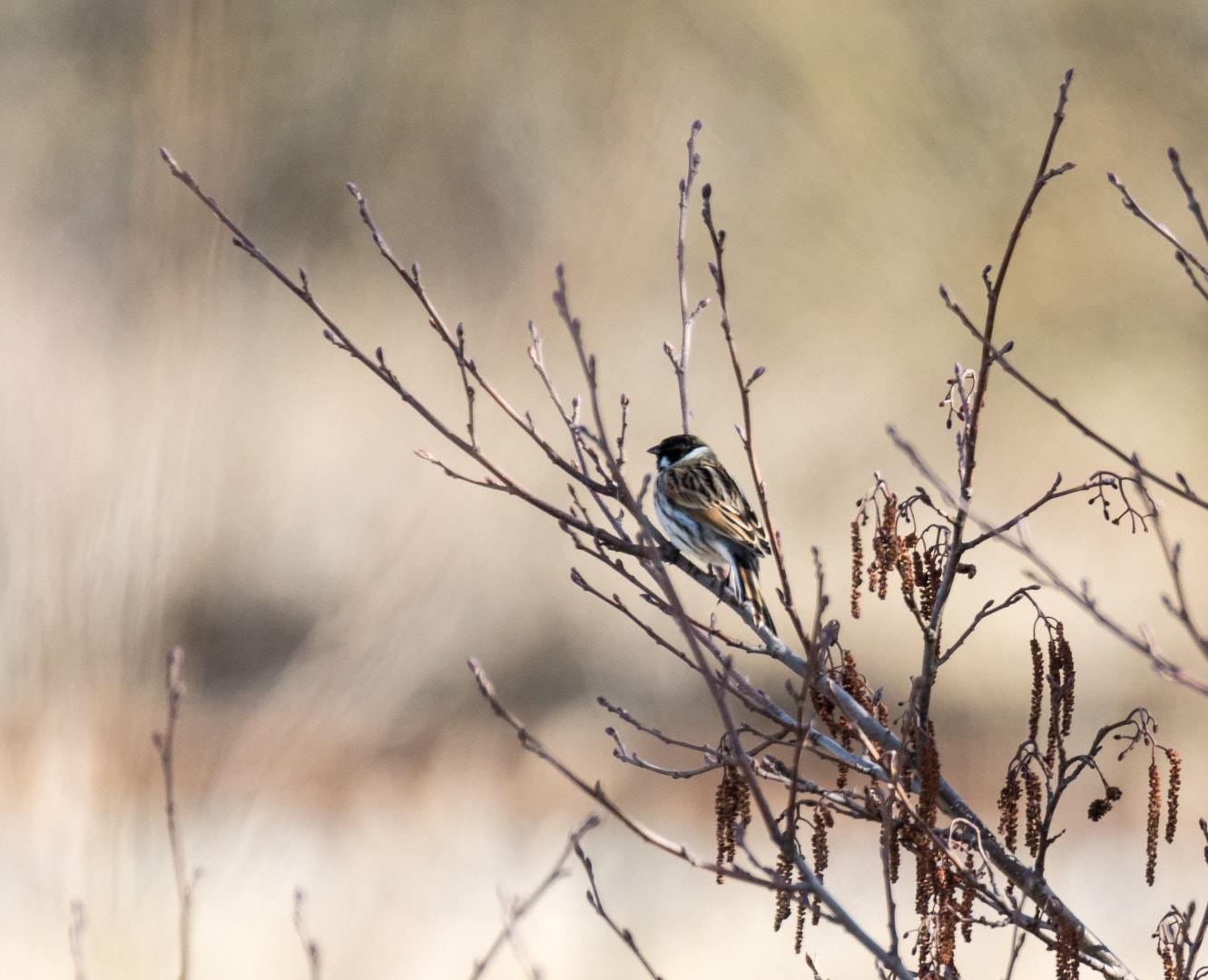 Tamron SP 150-600mm F5-6.3 Di VC USD sample photo. Acrocephalus schoenobaenus photography