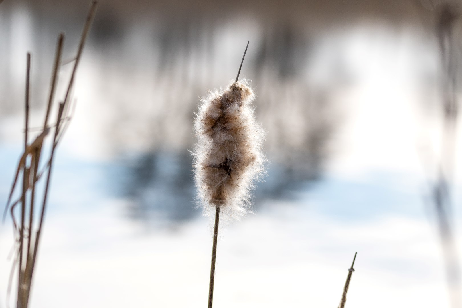 Tamron SP 150-600mm F5-6.3 Di VC USD sample photo. Soft photography