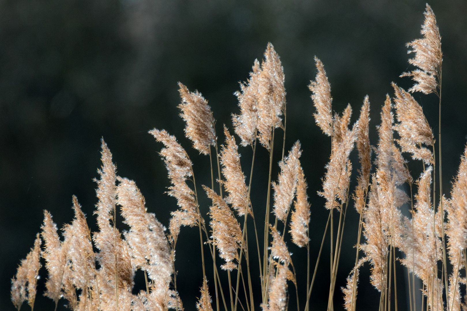 Tamron SP 150-600mm F5-6.3 Di VC USD sample photo. 50 shades of brown photography