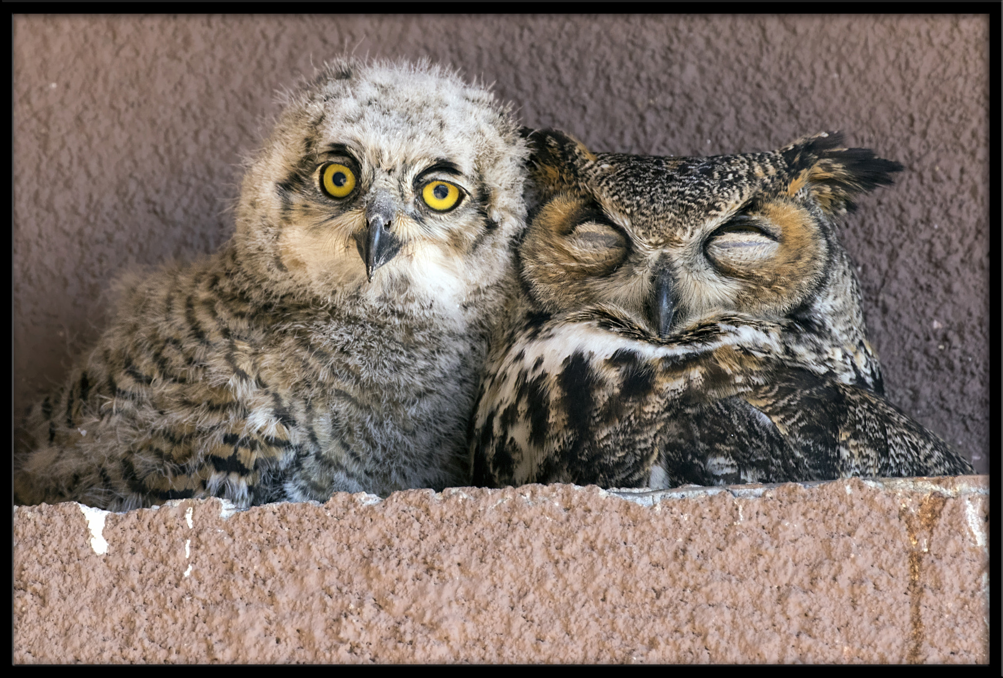 Canon EOS 7D Mark II sample photo. Great horned owlet w/mom (1 of 4) photography