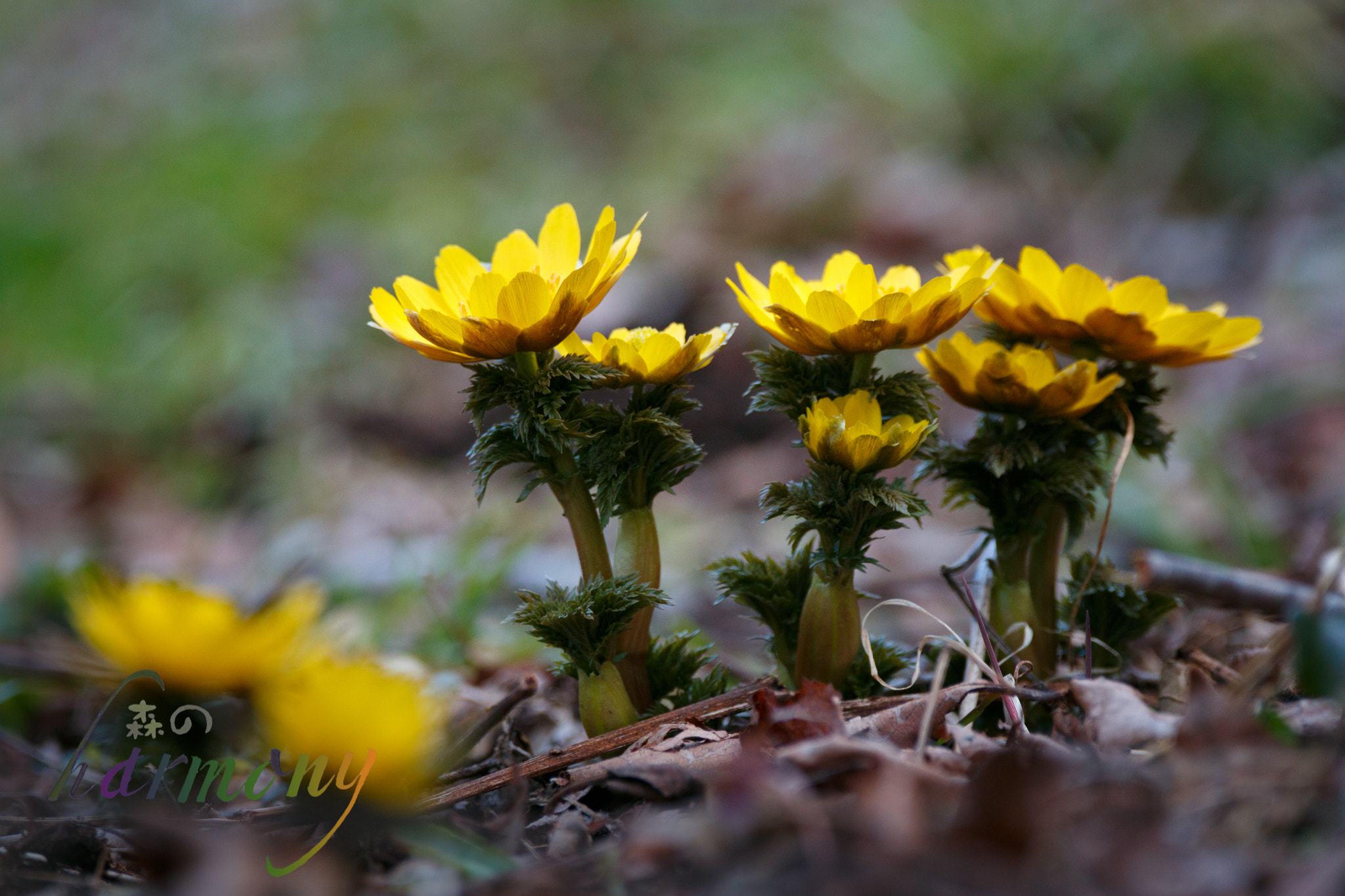 150-600mm F5-6.3 DG OS HSM | Contemporary 015 sample photo. Mg photography