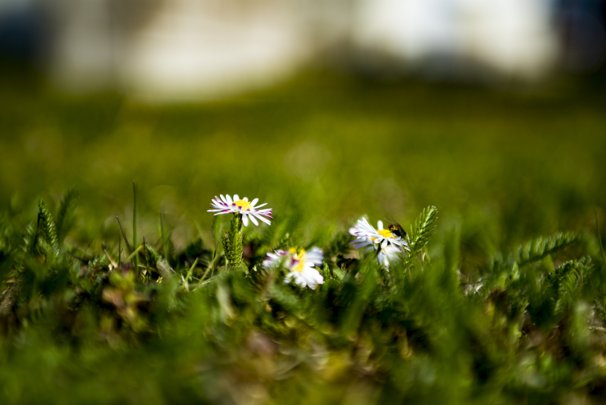 Nikon D750 + Sigma 24-70mm F2.8 EX DG Macro sample photo. The spring is here... photography