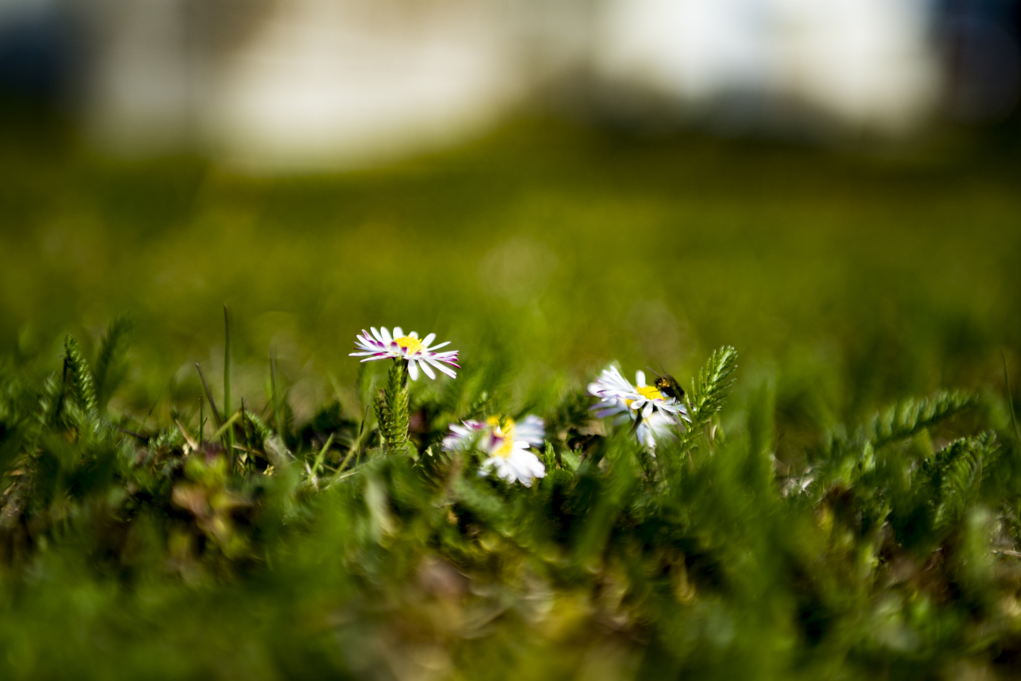 Sigma 24-70mm F2.8 EX DG Macro sample photo. The spring is here... photography