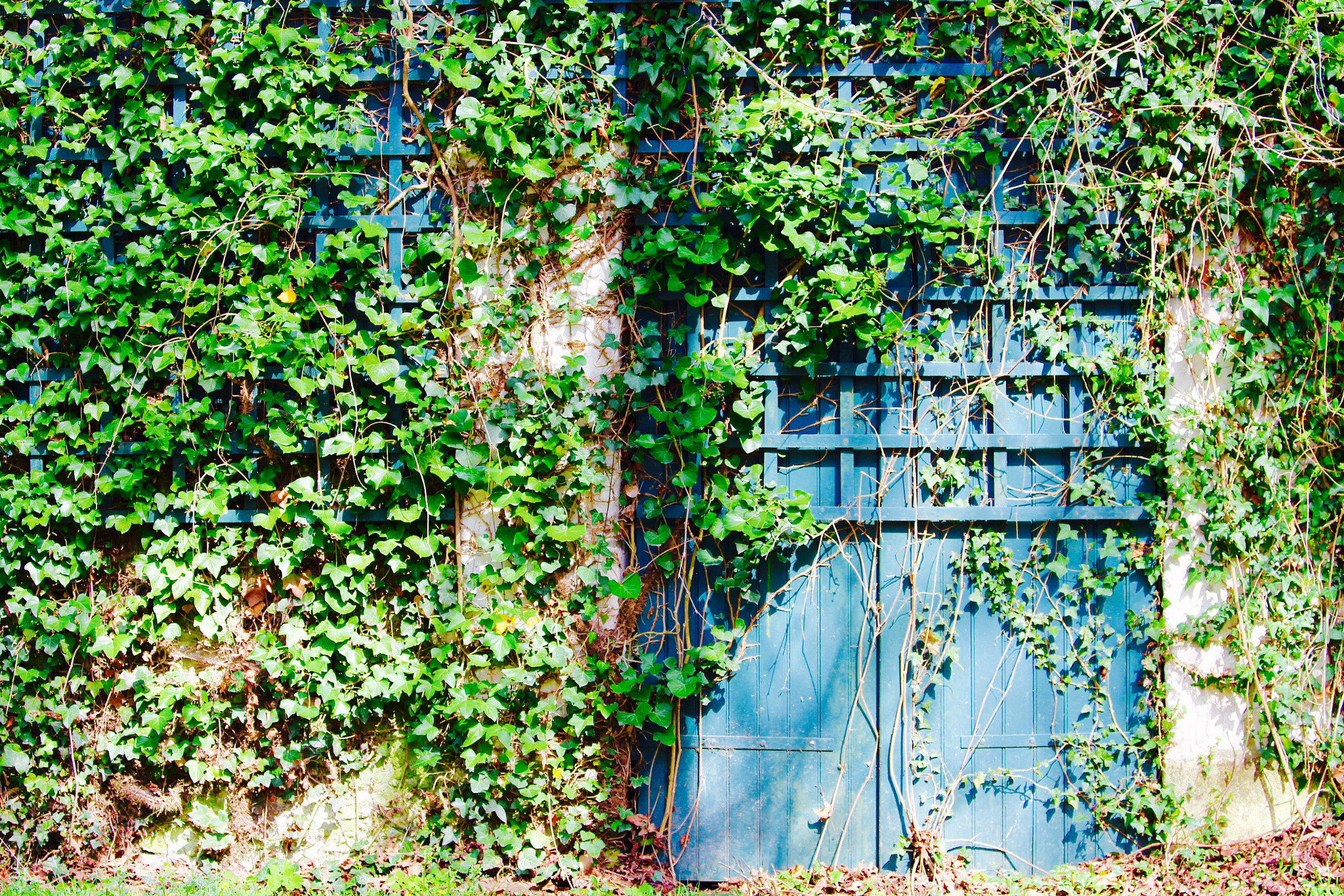 Canon EF 70-300mm F4-5.6 IS USM sample photo. Hidden door photography