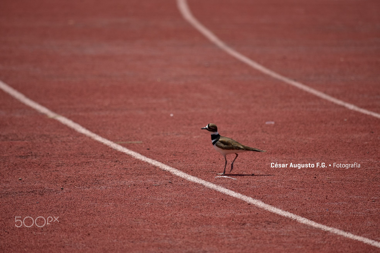 Nikon D750 + Nikon AF-S DX Nikkor 55-300mm F4.5-5.6G ED VR sample photo. Pájaro corredor photography