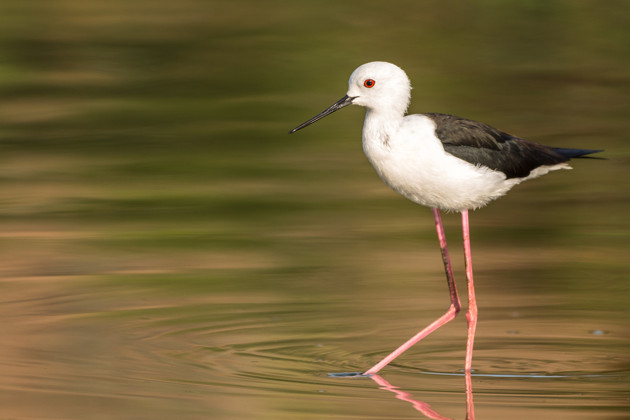 Nikon AF-S Nikkor 200-500mm F5.6E ED VR sample photo. Black winged stilt photography