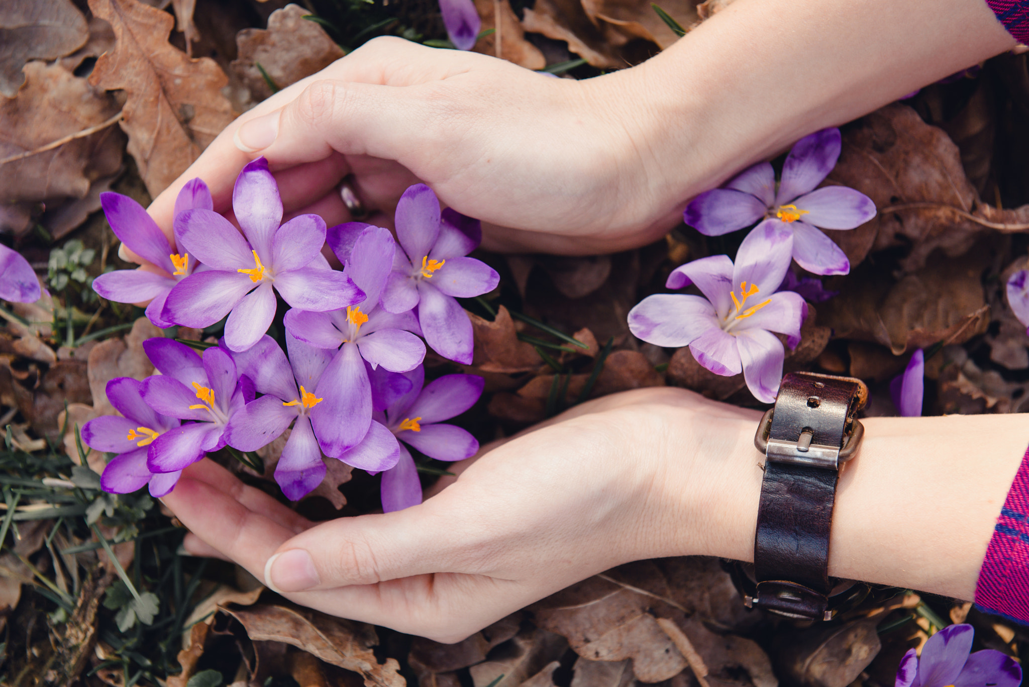 Nikon AF-S Nikkor 24-70mm F2.8G ED sample photo. Concept of taking care of wild nature and saffron photography
