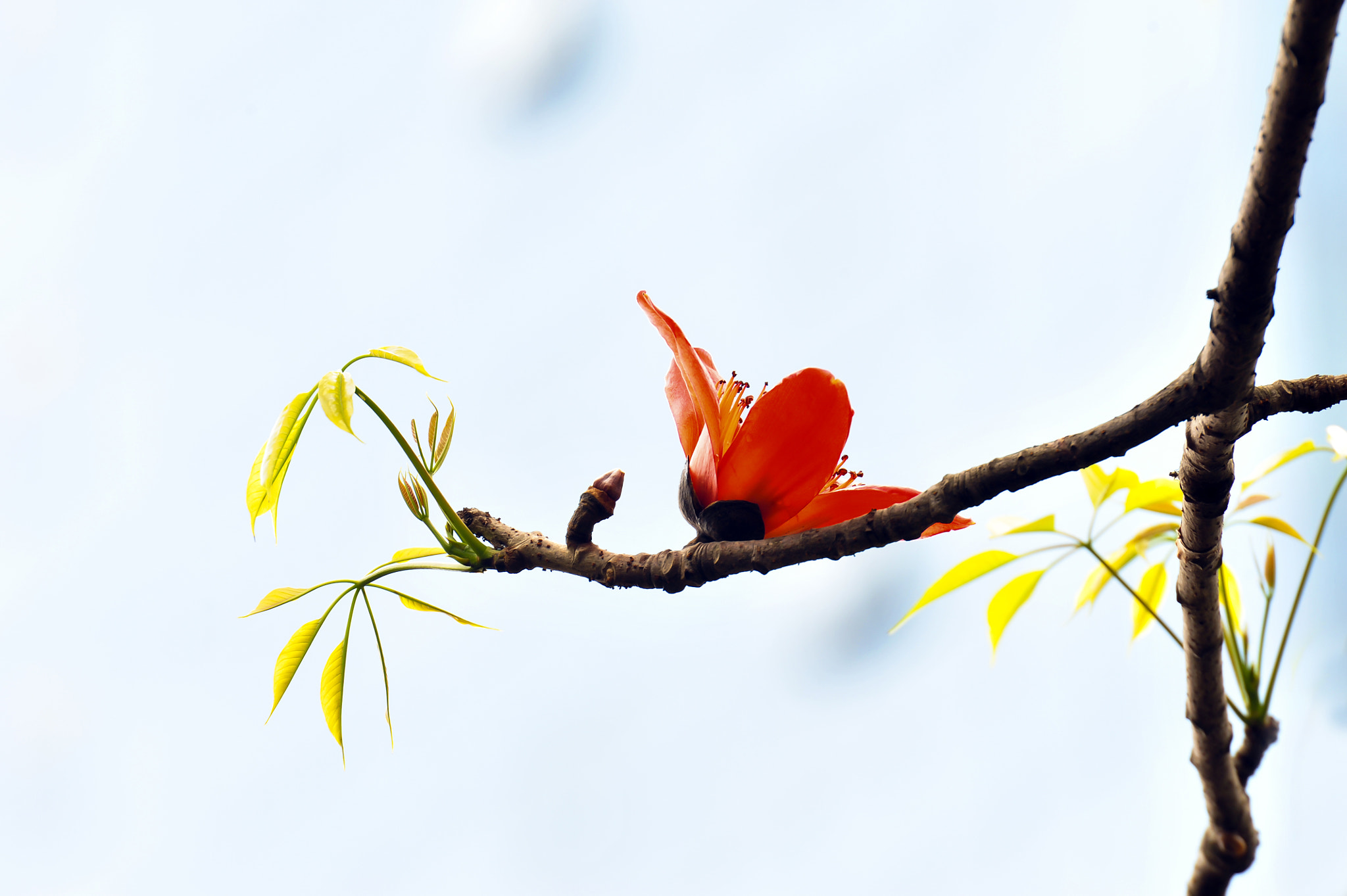 Nikon AF-S Nikkor 70-200mm F2.8G ED VR II sample photo. Hoa dai photography