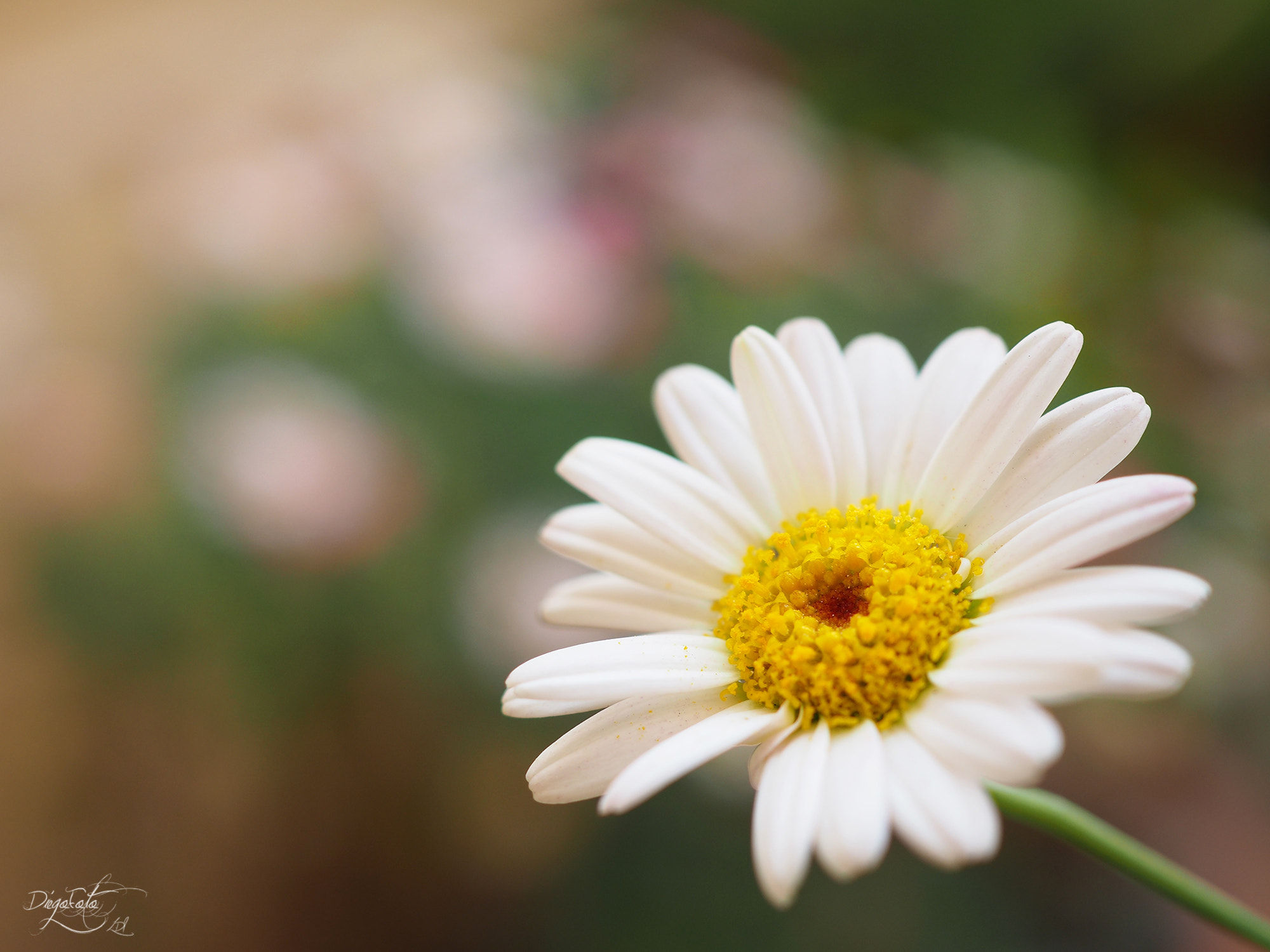 Olympus M.Zuiko Digital ED 30mm F3.5 Macro sample photo. Argyranthemum photography