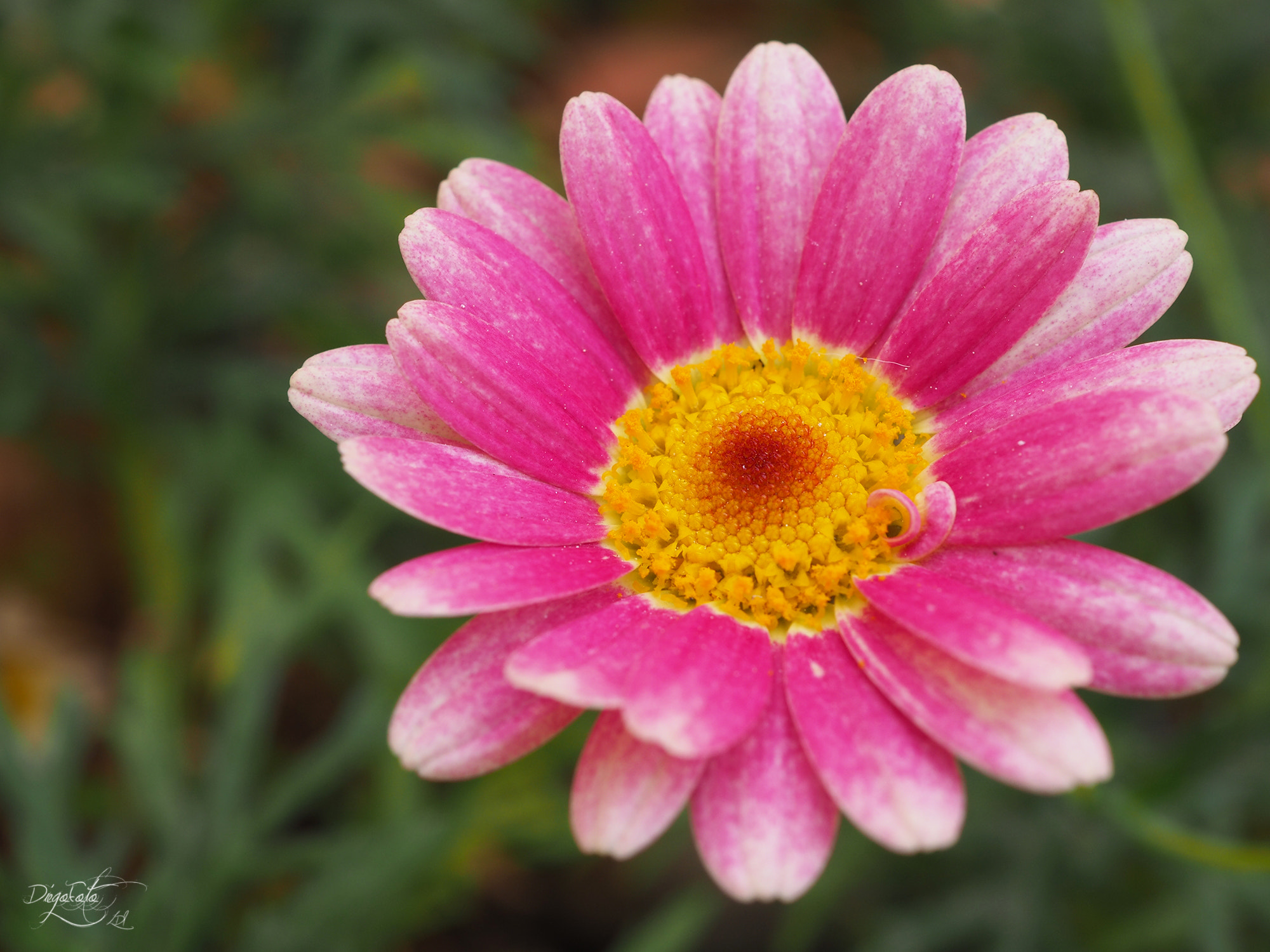 Olympus OM-D E-M10 II sample photo. Argyranthemum photography