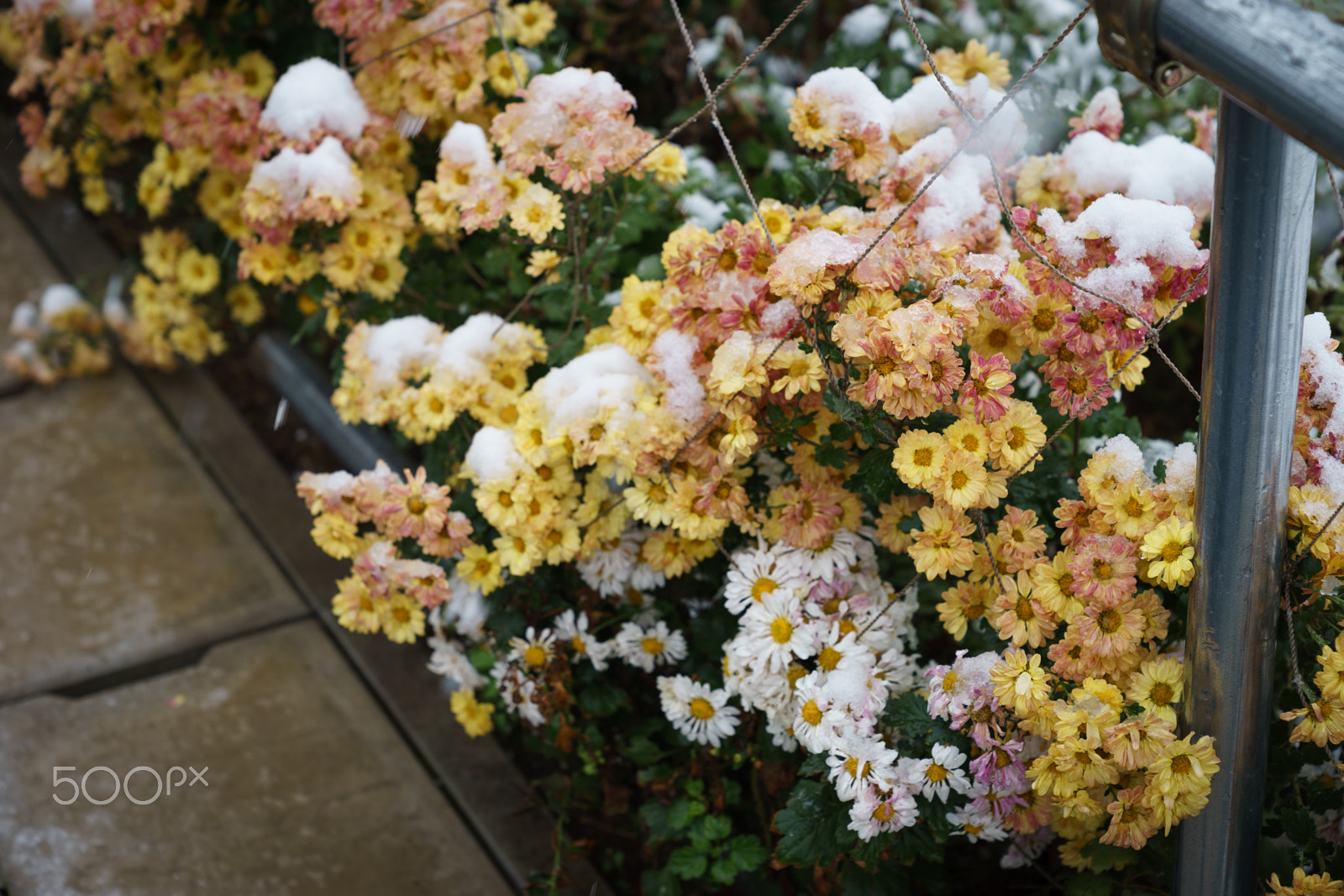 Sony a7 II + Sony FE 24-70mm F2.8 GM sample photo. Snow flowers photography