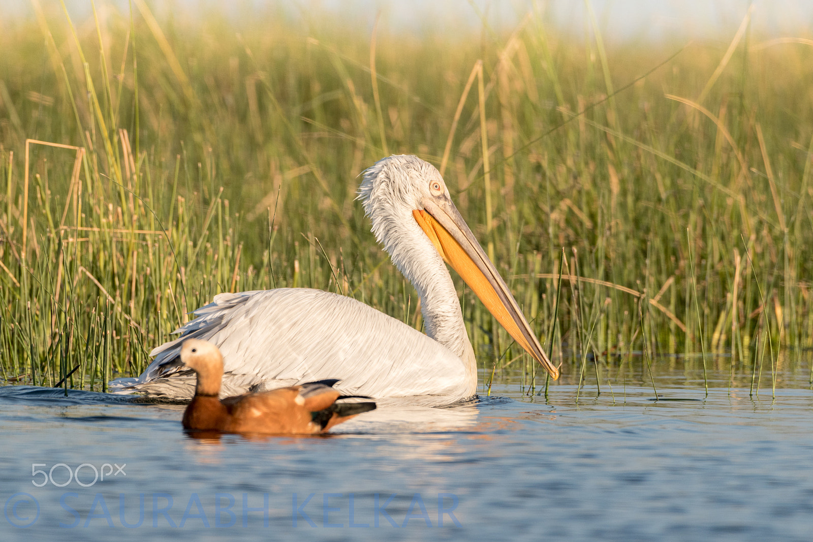 Nikon AF-S Nikkor 200-500mm F5.6E ED VR sample photo. Dalmation pelican with brahmini duck photography