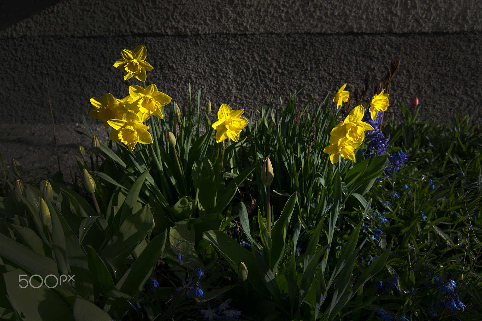Nikon D7100 + Sigma 50-150mm F2.8 EX APO DC HSM II sample photo. Spring flowerbed photography