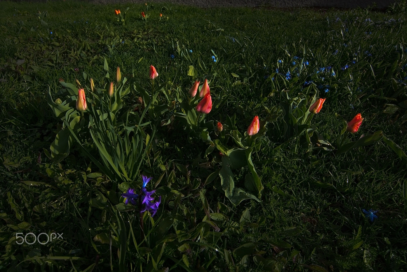 Nikon D7100 sample photo. Spring flowerbed photography