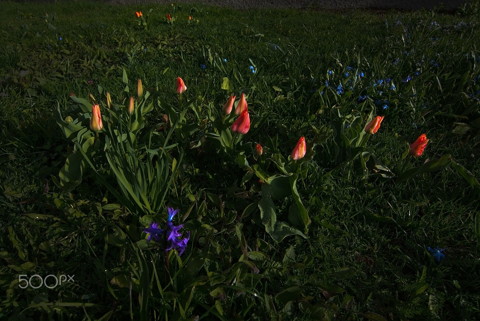 Zoom-Nikkor 1200-1700mm f/5.6-8 P ED IF sample photo. Spring flowerbed photography