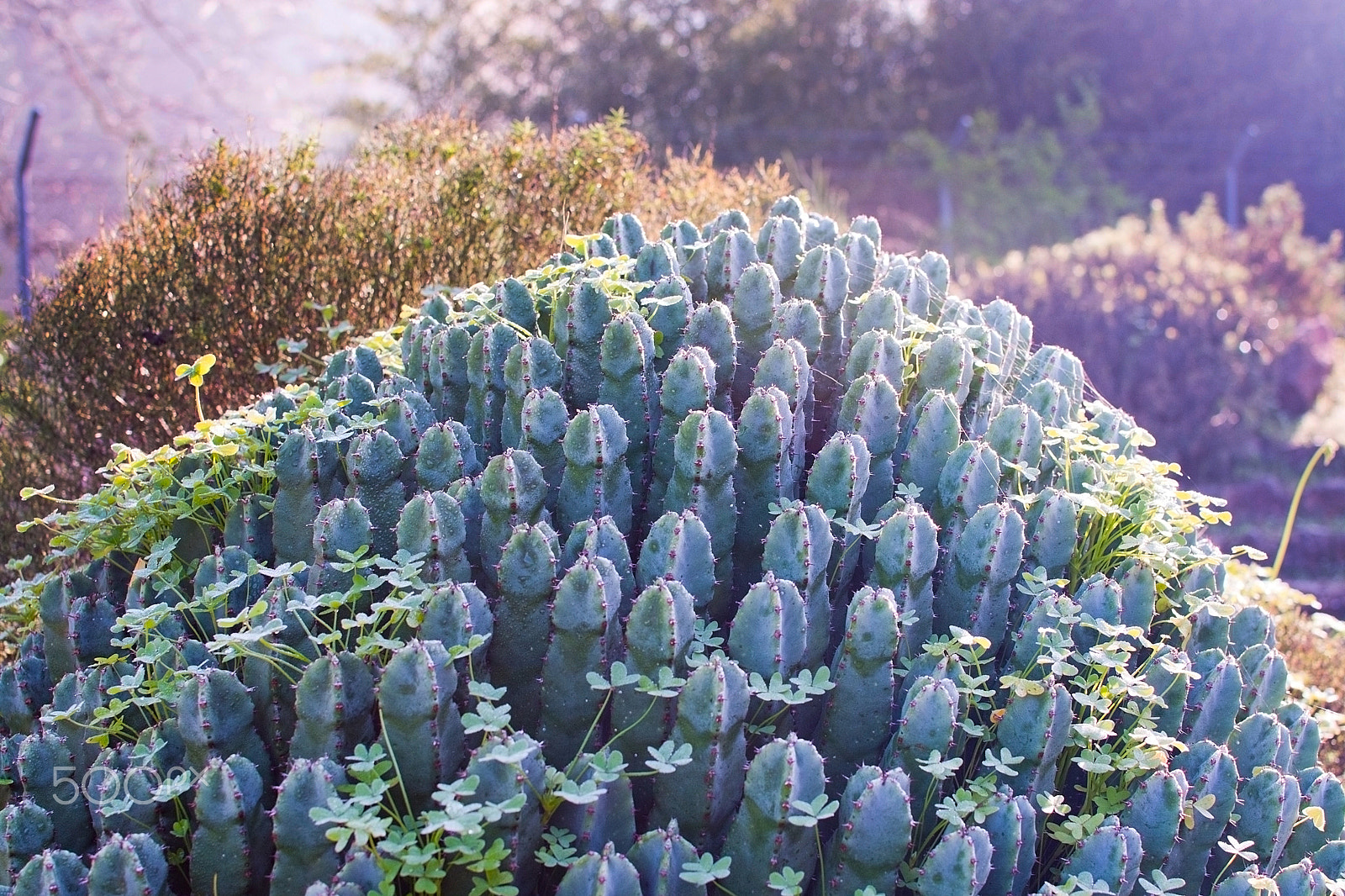 Sigma 150-500mm F5-6.3 DG OS HSM sample photo. Cactus in mallorca january winter garden photography