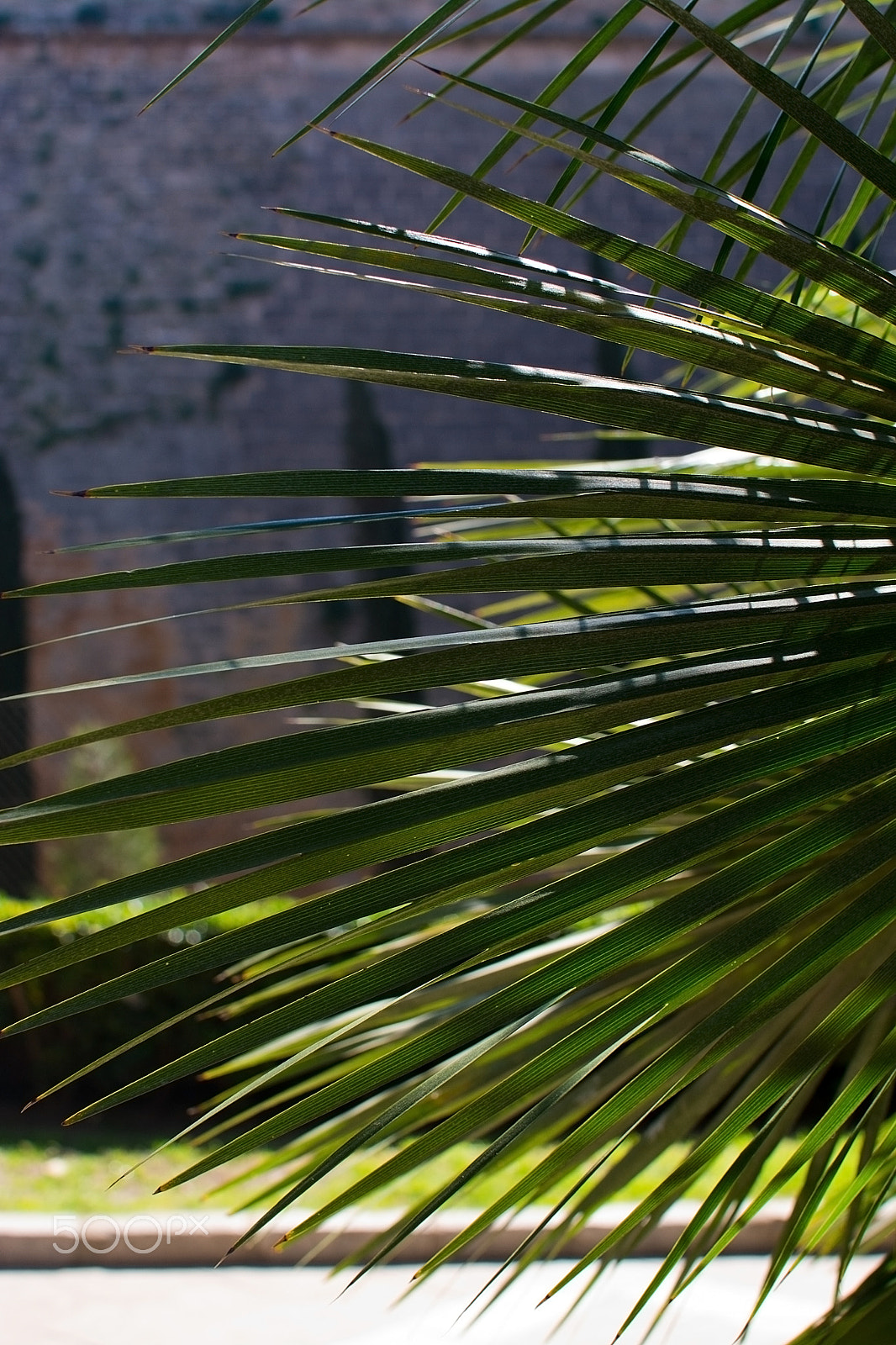 AF Zoom-Nikkor 24-120mm f/3.5-5.6D IF sample photo. Green sunlit palm leaf photography