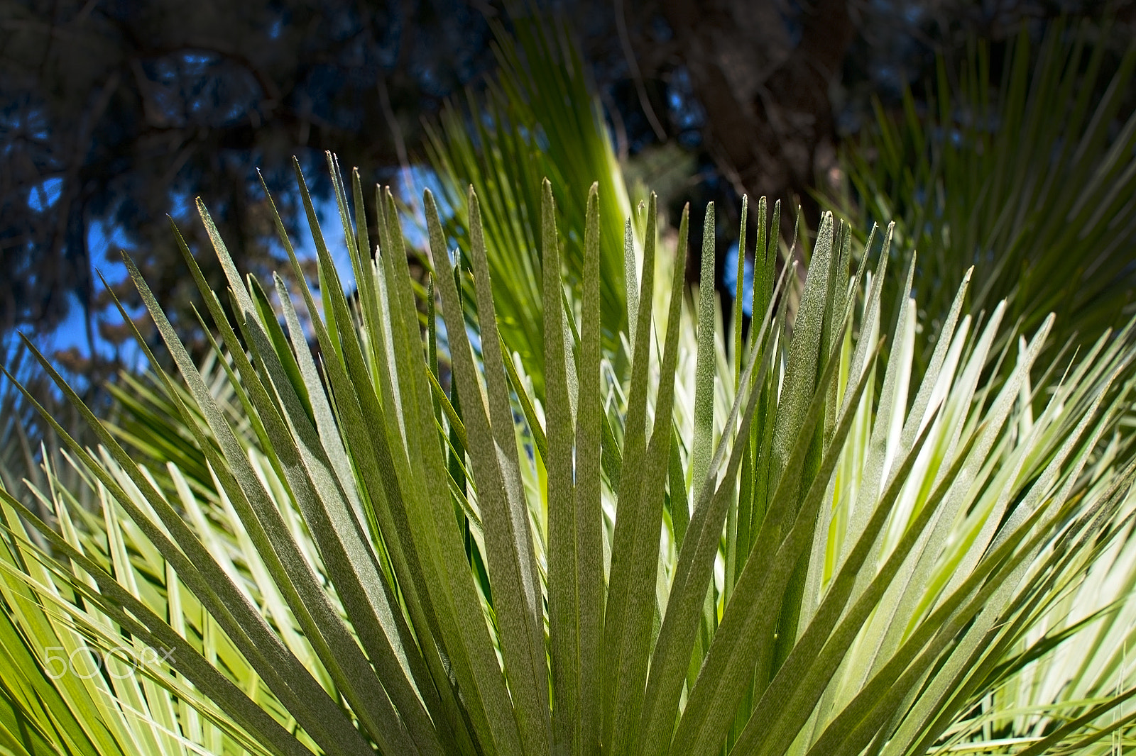 AF Nikkor 70-210mm f/4-5.6D sample photo. Green sunlit palm leaf photography