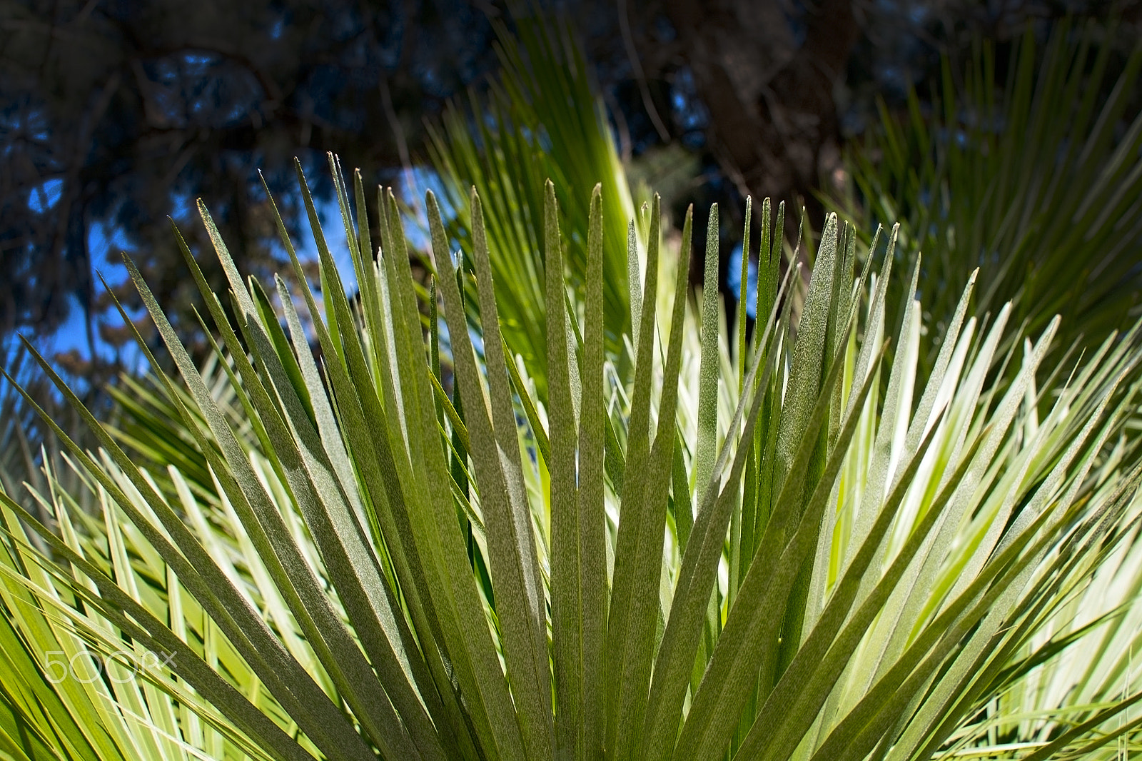Nikon D7100 + AF Nikkor 70-210mm f/4-5.6D sample photo. Green sunlit palm leaf photography