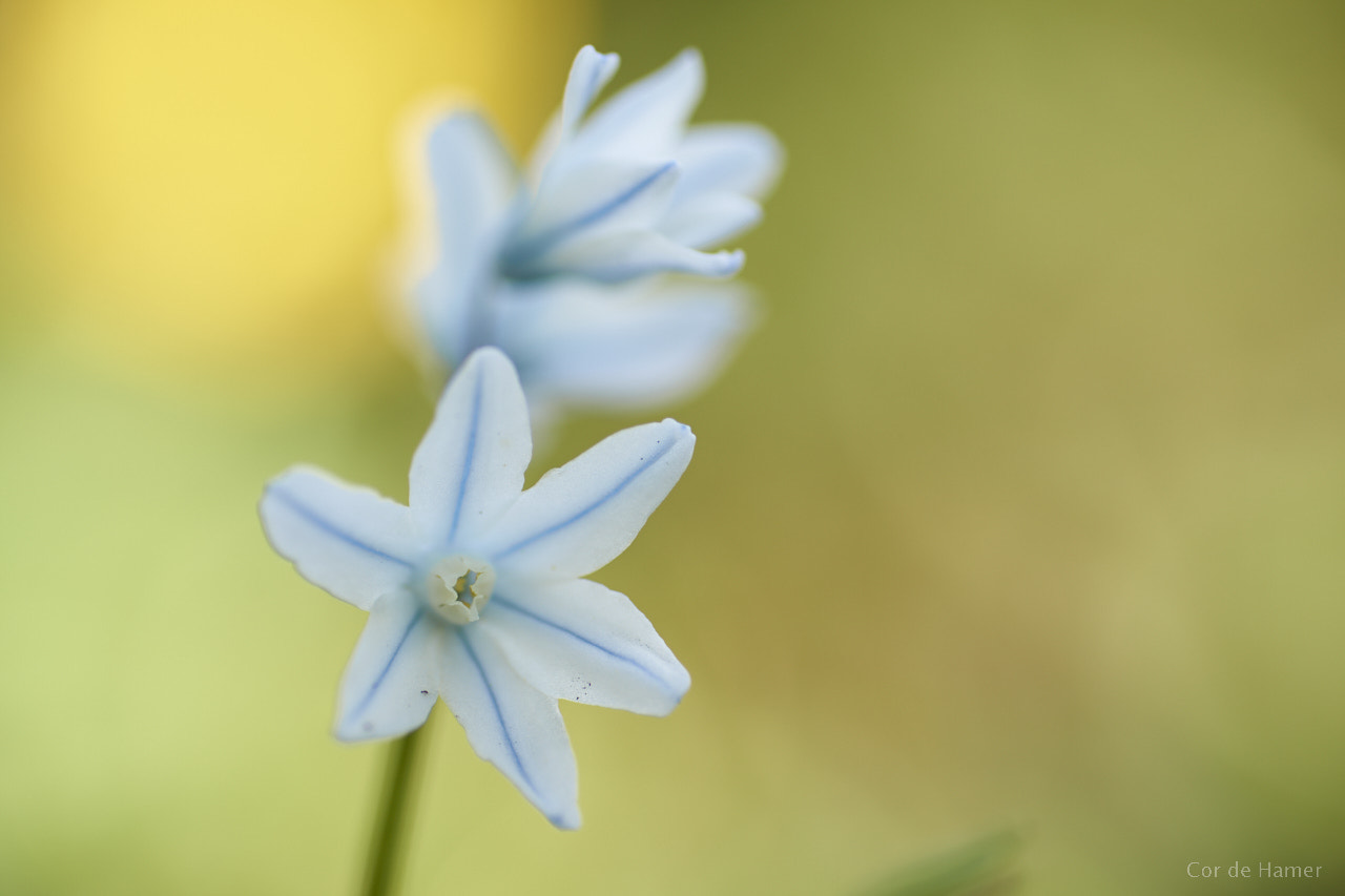 Sony a99 II + Tamron SP AF 90mm F2.8 Di Macro sample photo. It's beginning to look a lot like... spring photography