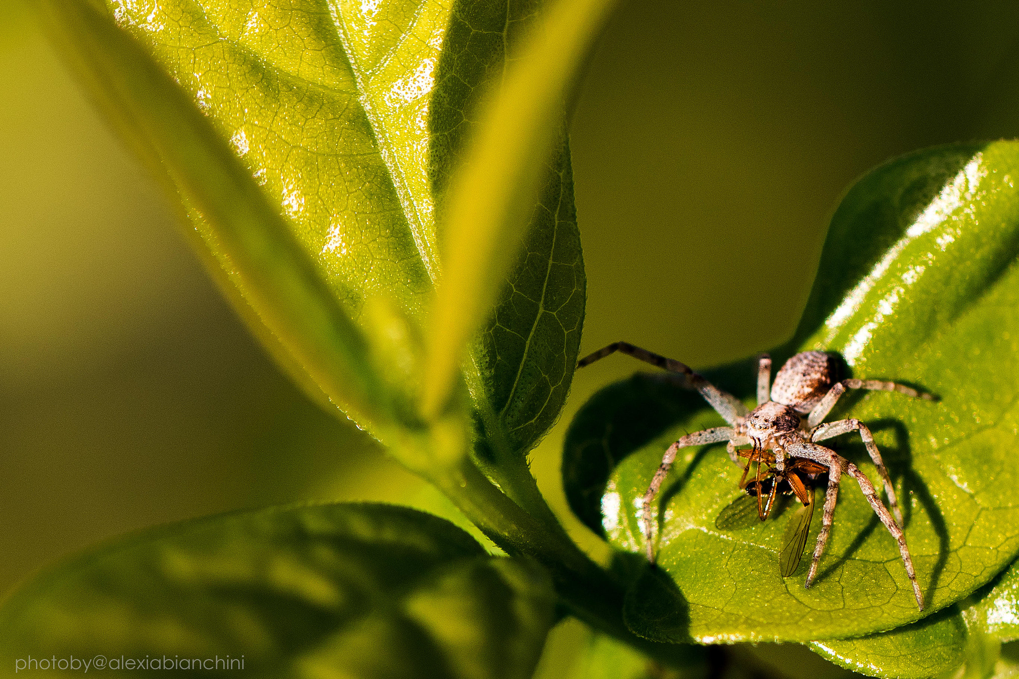 Canon EOS 7D Mark II sample photo. A spider is eating an insect photography