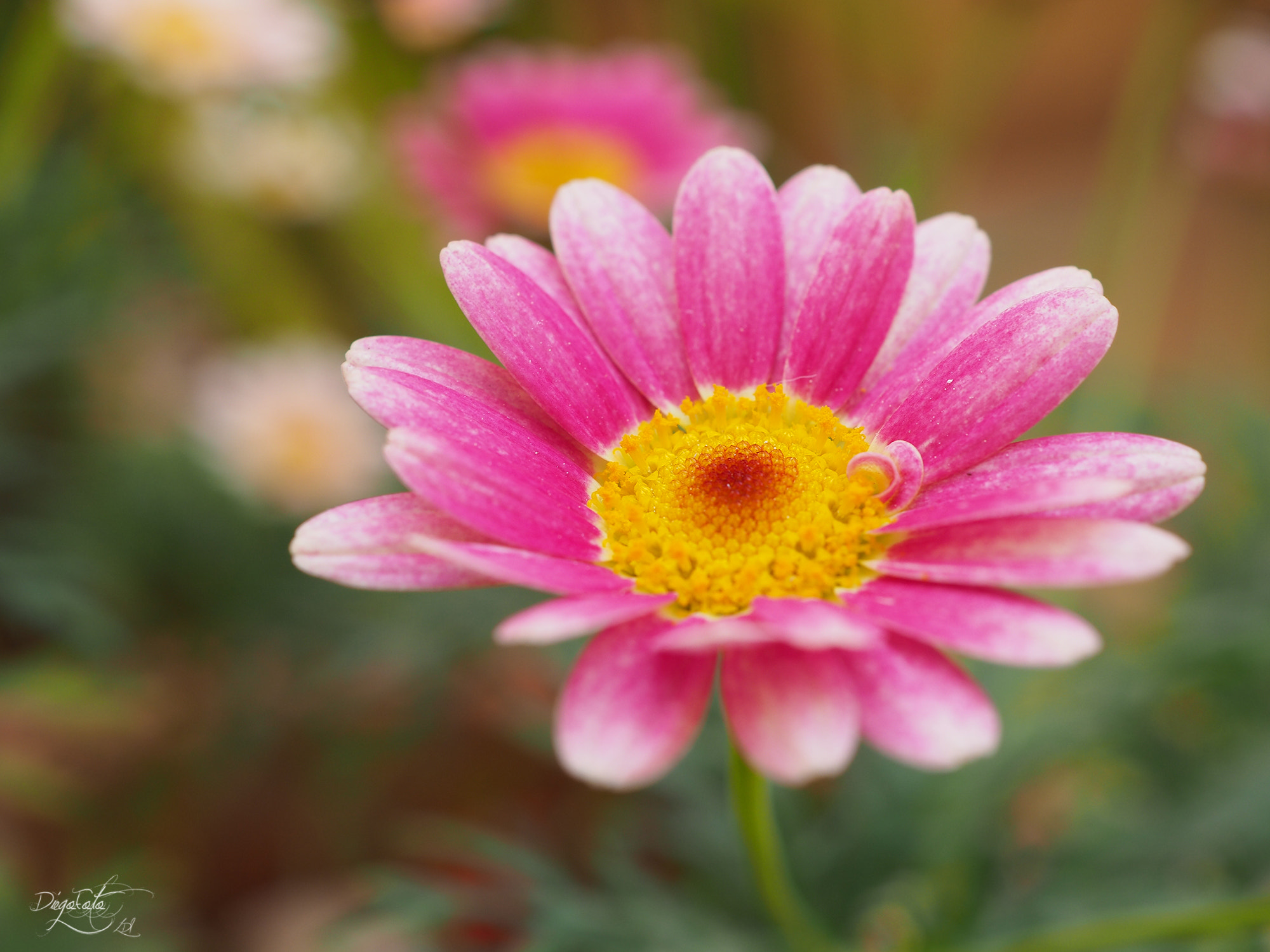 Olympus M.Zuiko Digital ED 30mm F3.5 Macro sample photo. Argyranthemum photography