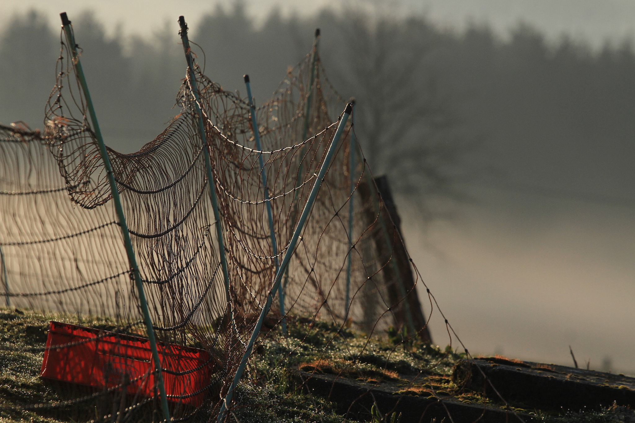 Canon EOS 7D + Canon EF 70-200mm F4L USM sample photo. Morningmood photography