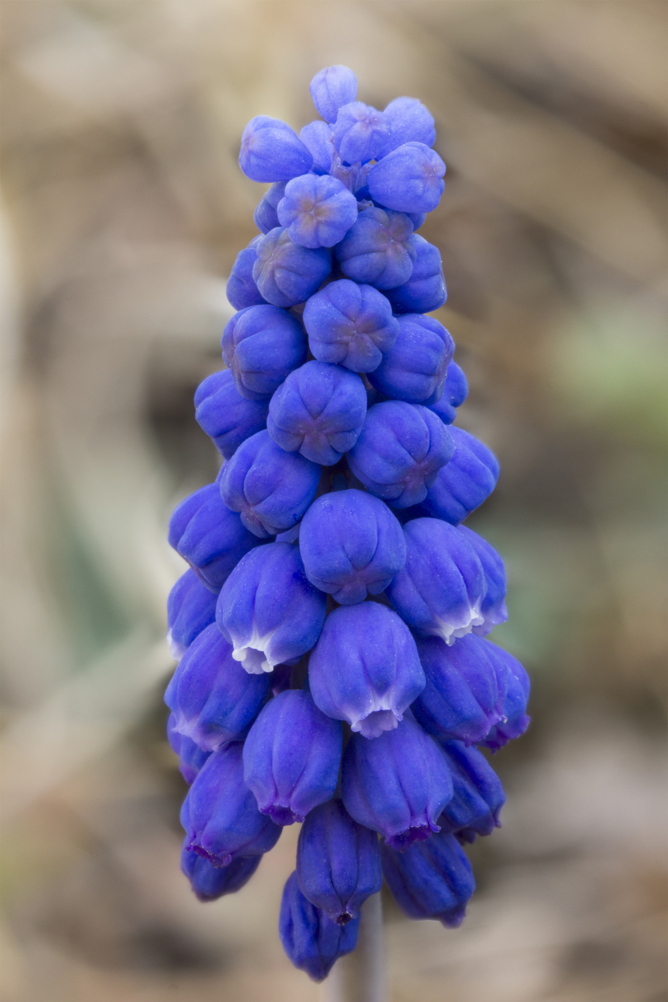 Canon EF 100mm F2.8 Macro USM sample photo. Muscari photography