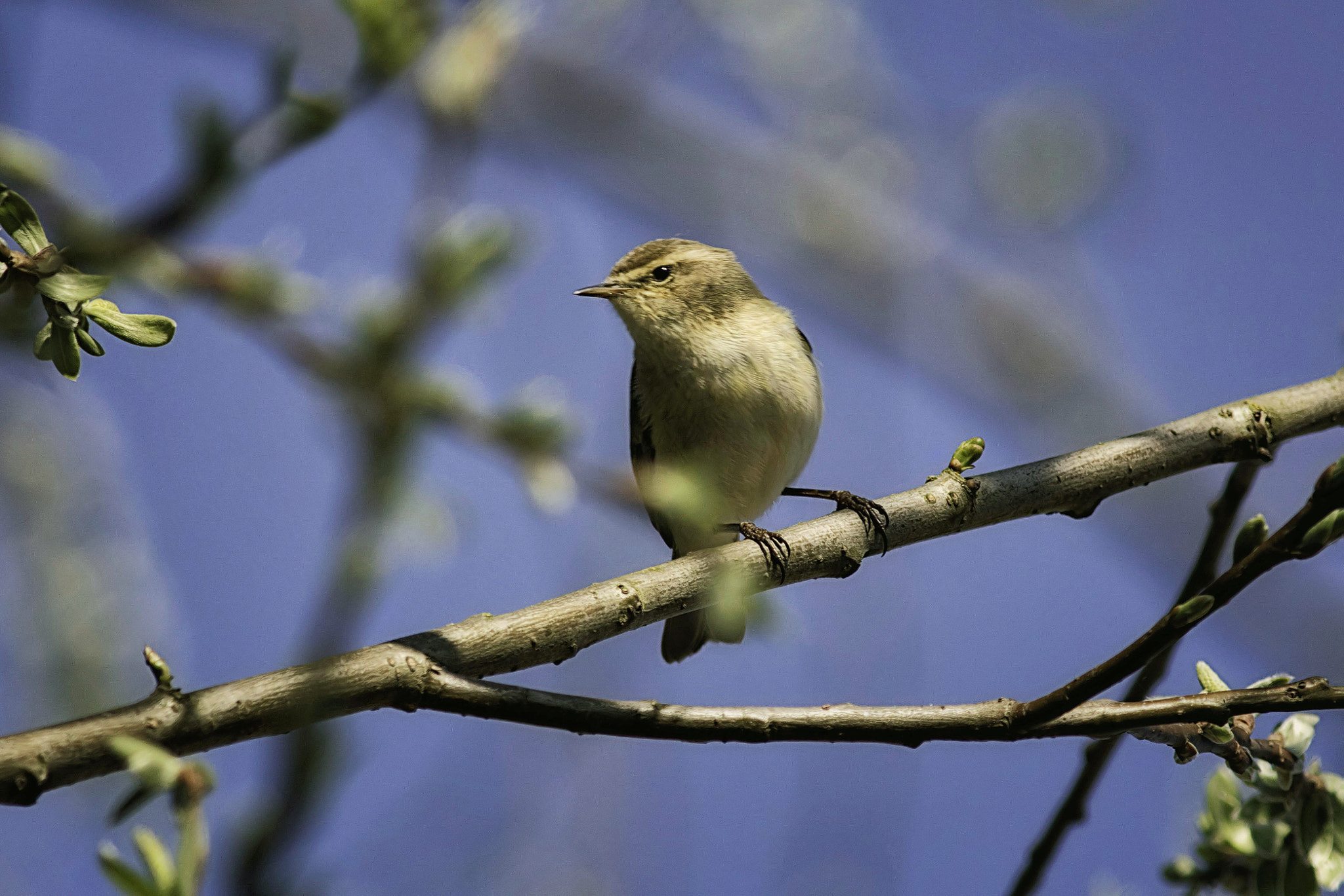 Canon EF 400mm F5.6L USM sample photo. Chiffchaff photography